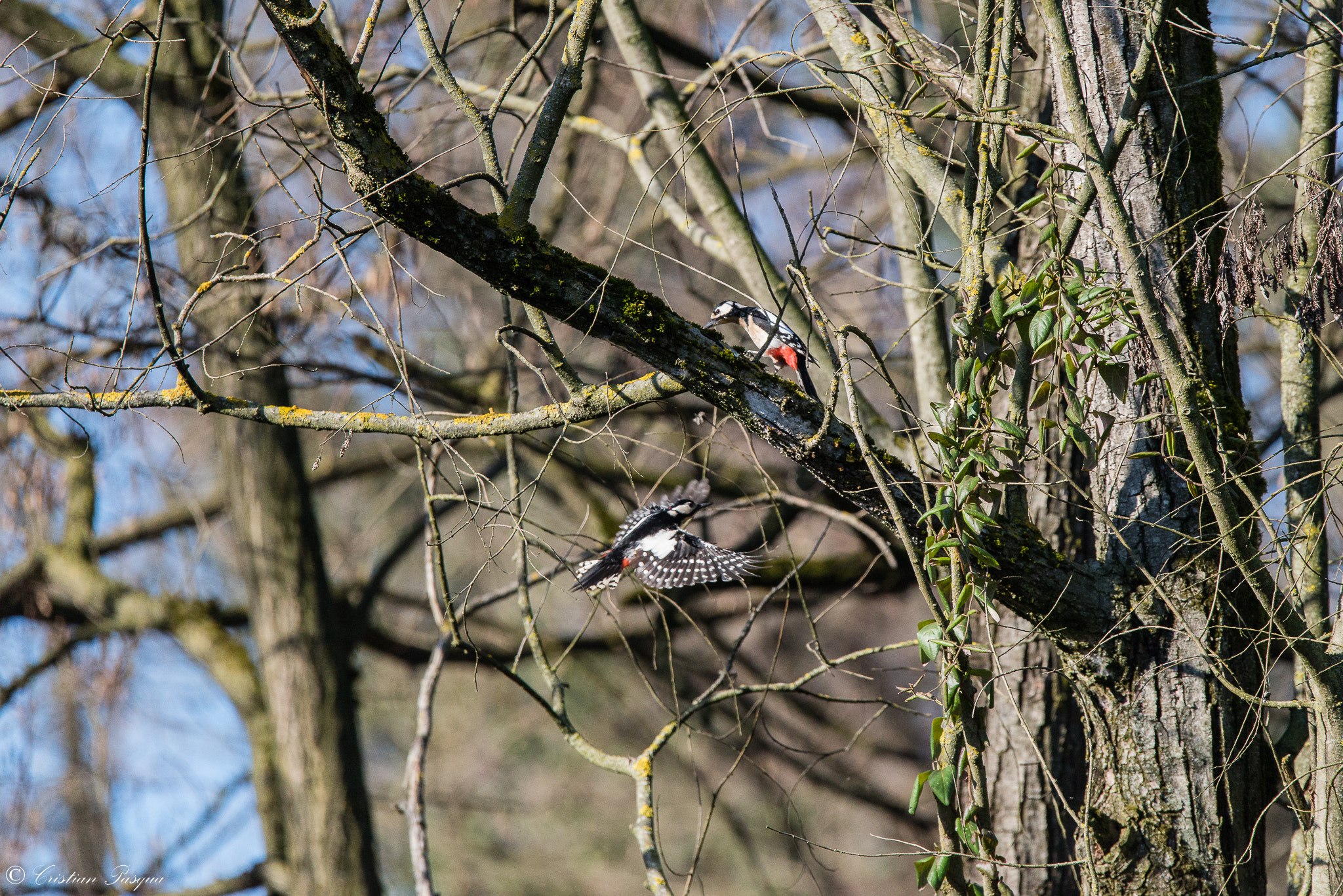 Sigma 150-600mm F5-6.3 DG OS HSM | S sample photo. Woodpeckers photography