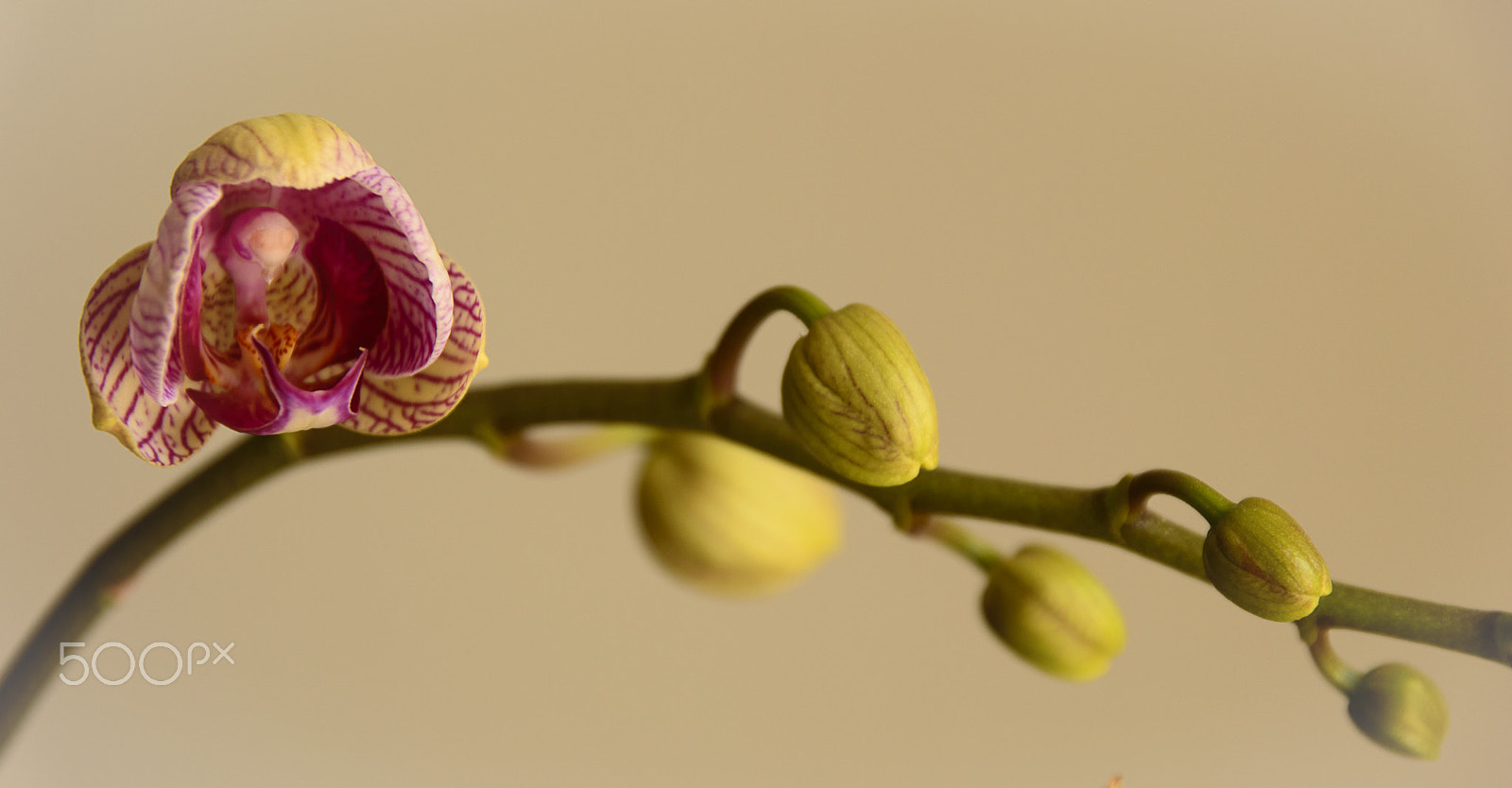 Nikon D3200 + Sigma 17-70mm F2.8-4 DC Macro OS HSM | C sample photo. Flowering arrives photography