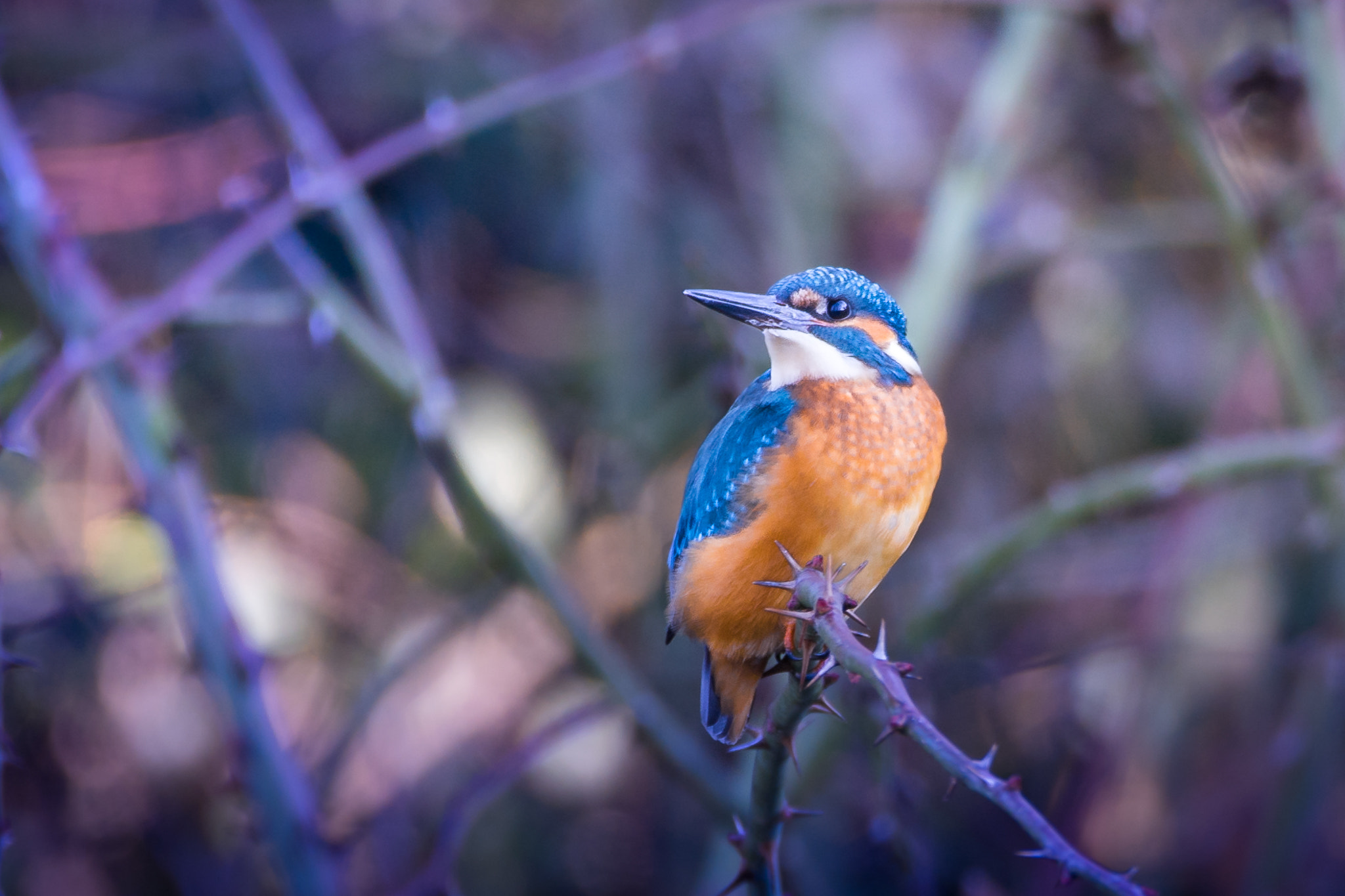 150-600mm F5-6.2 OSS sample photo. X-between thorns-x photography
