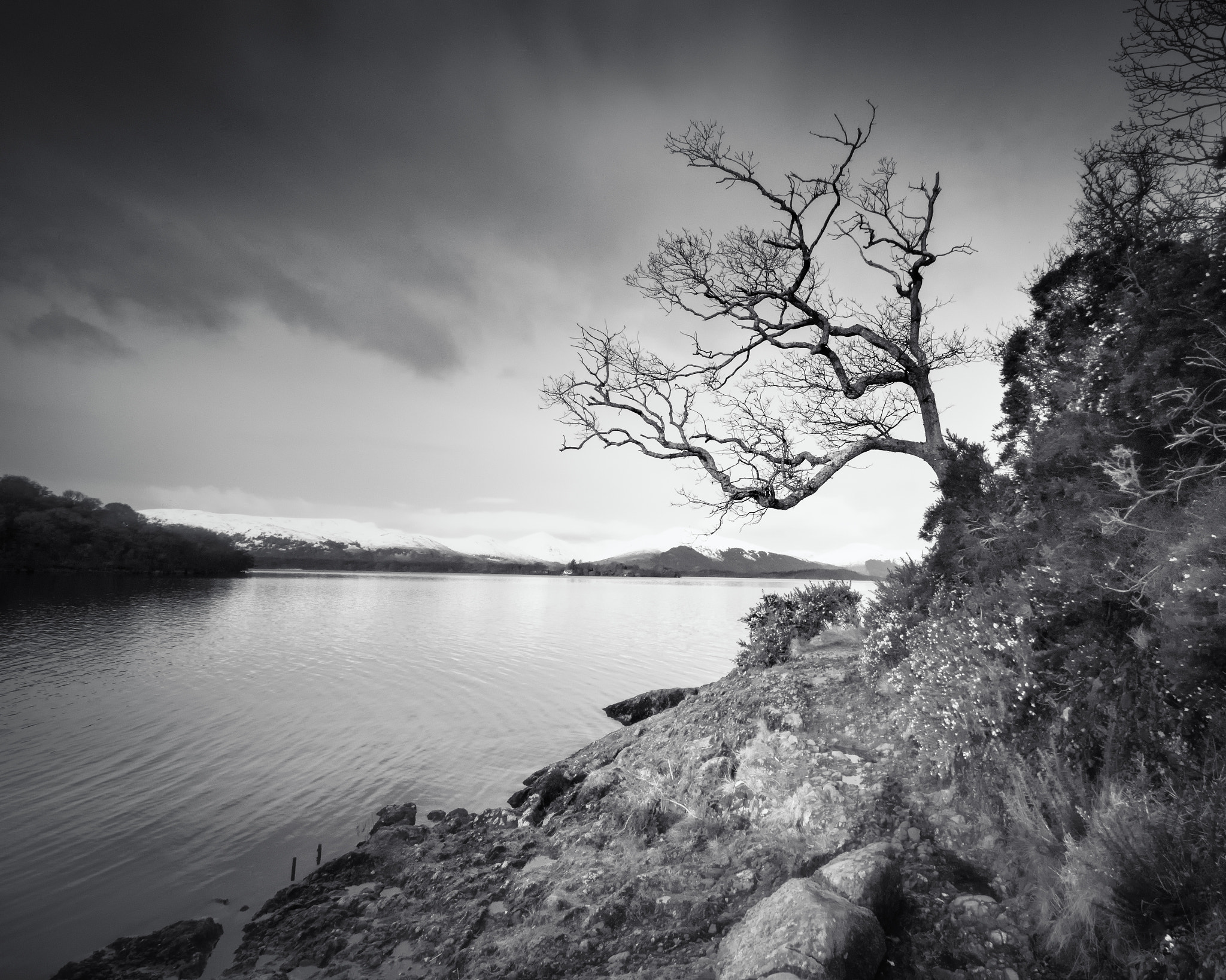 Sigma 10-20mm F3.5 EX DC HSM sample photo. Tree, b&w photography