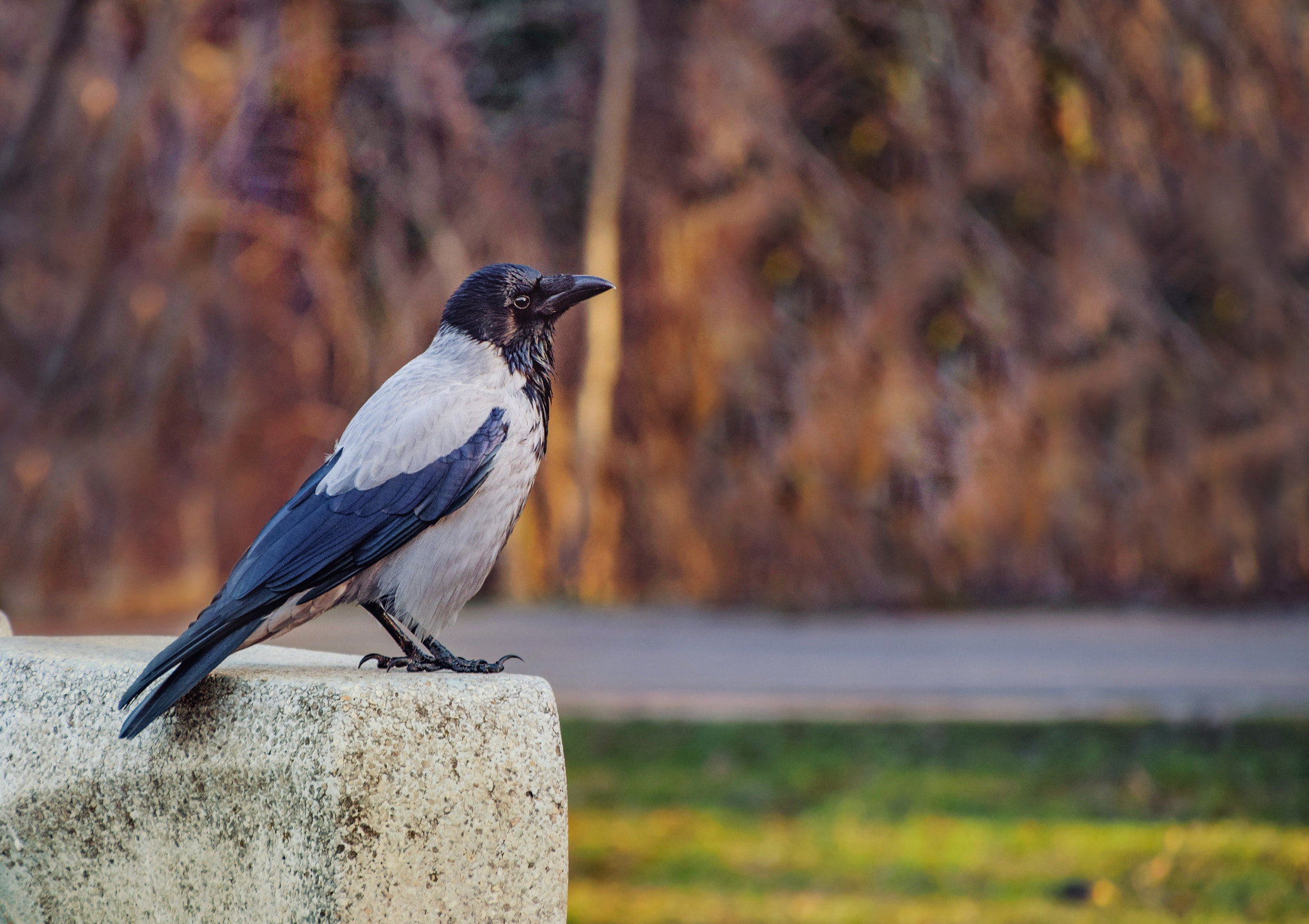 Nikon D3300 + Sigma 28-300mm F3.5-6.3 DG Macro sample photo. Crow photography