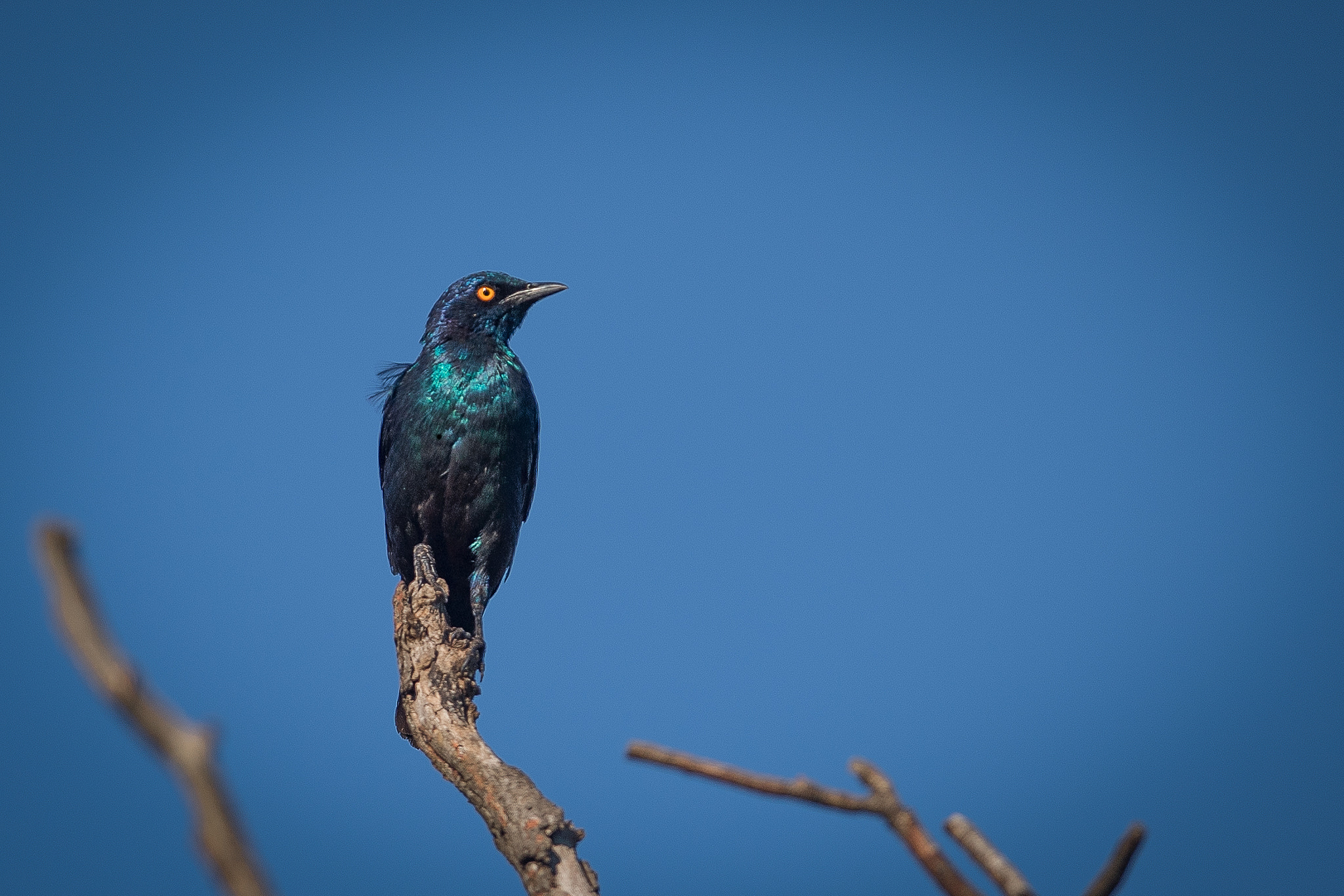 Nikon AF-S Nikkor 400mm F2.8G ED VR II sample photo. Glossy photography