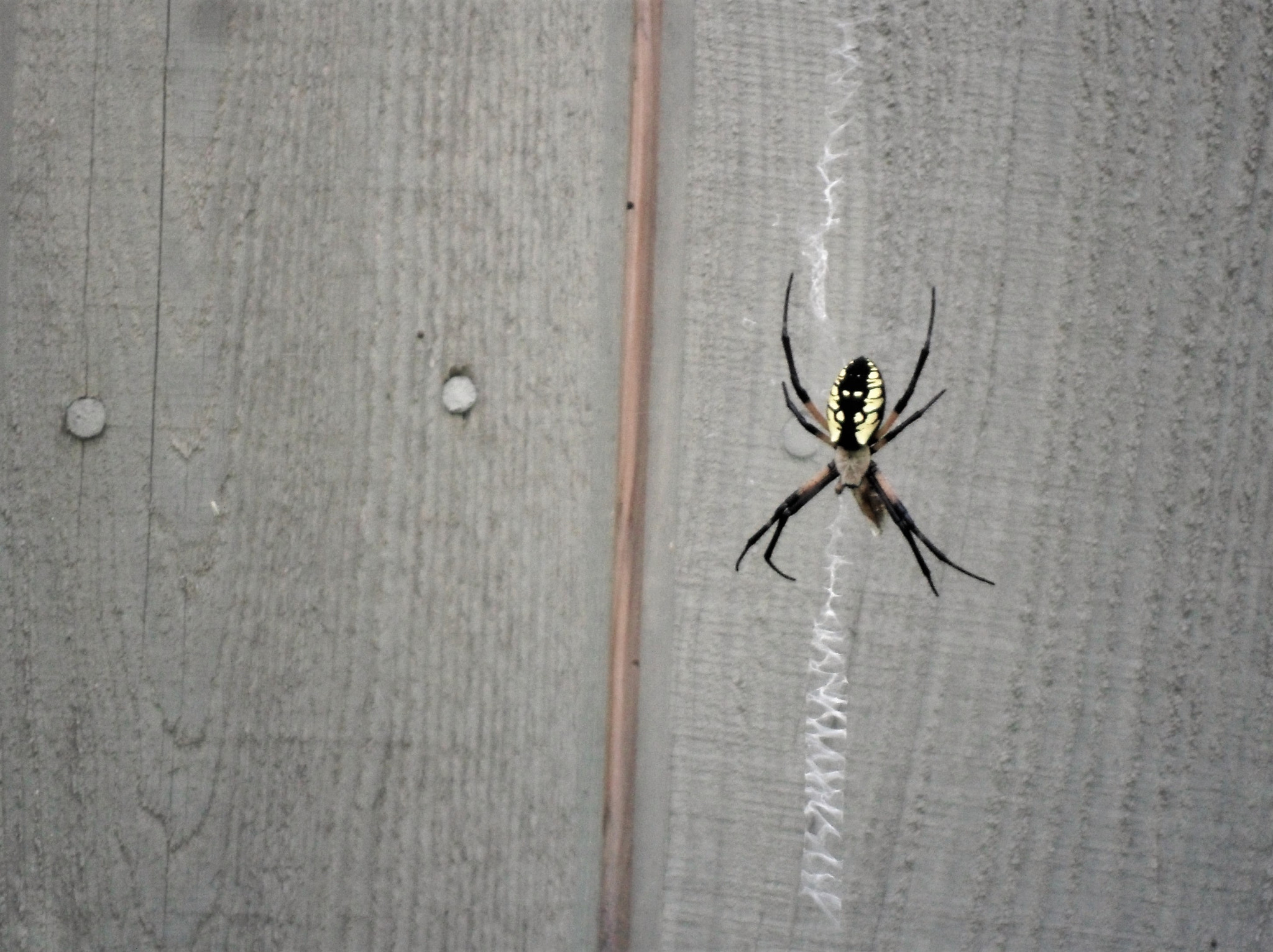 Samsung ES73 / VLUU ES73 /  SL605 sample photo. Garden spider photography