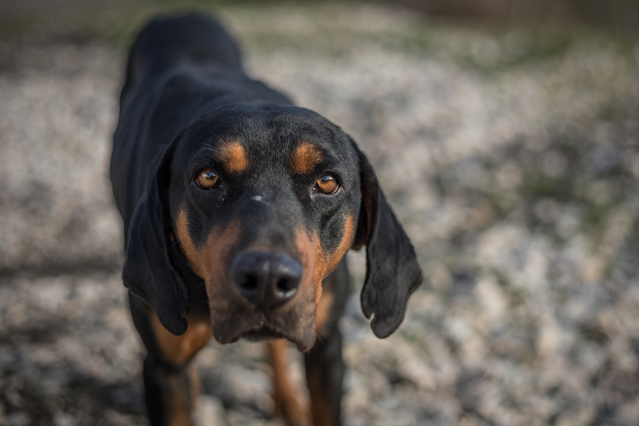 Canon EF 50mm F1.8 STM sample photo. Curious photography