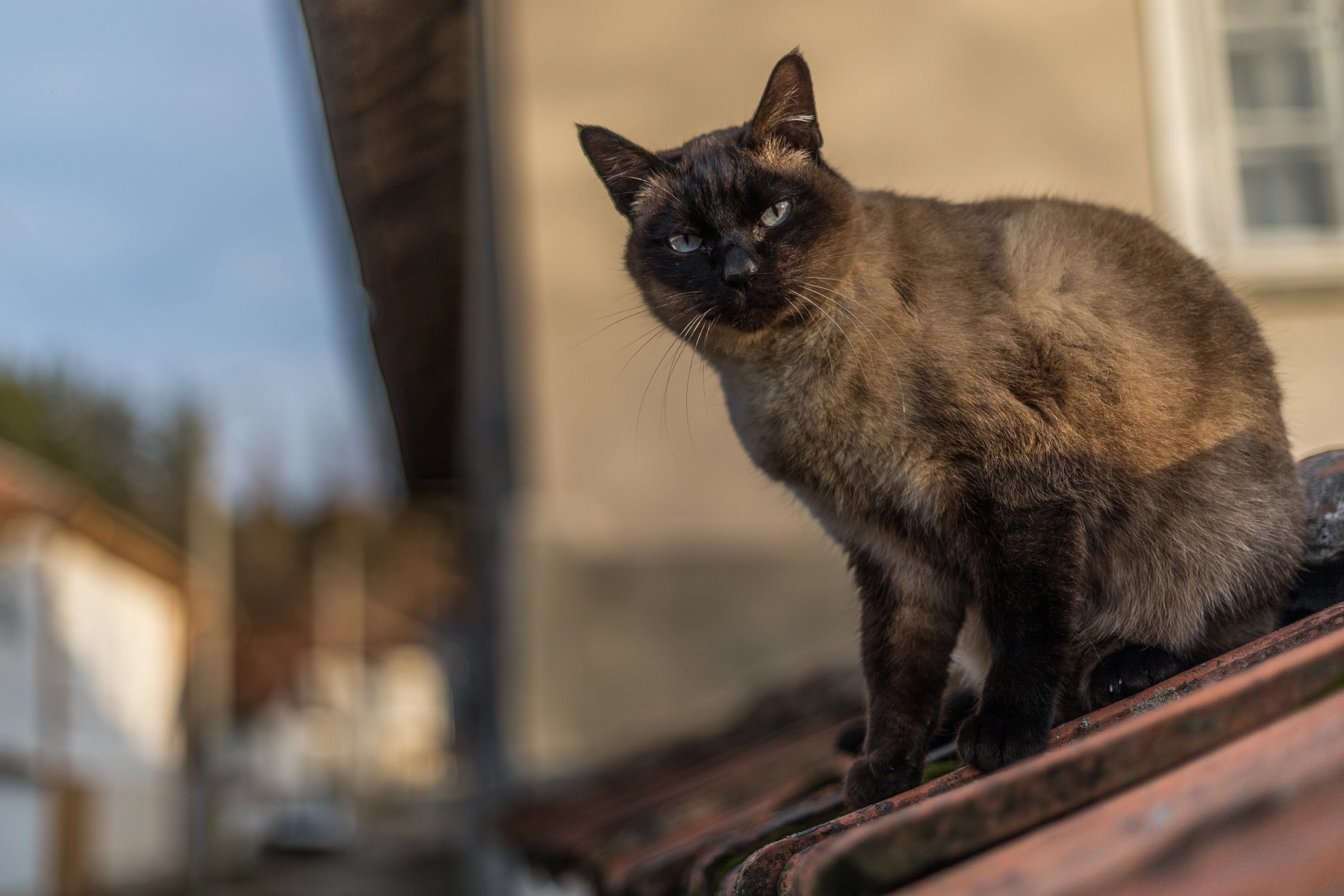 Canon EF 50mm F1.8 STM sample photo. Lora photography
