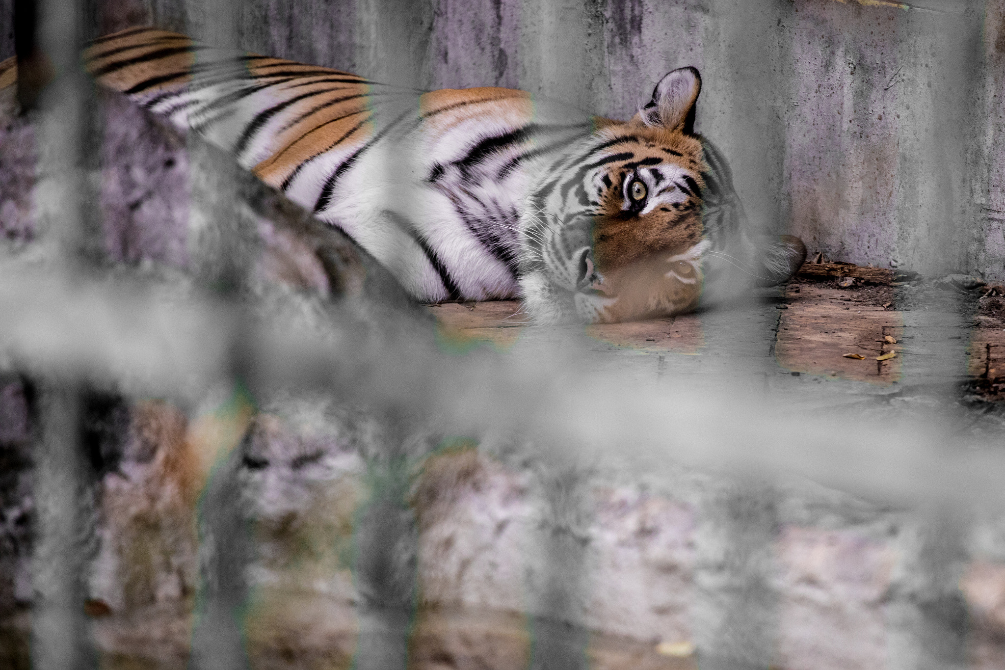 Canon EF 70-200mm F4L USM sample photo. Tigger photography