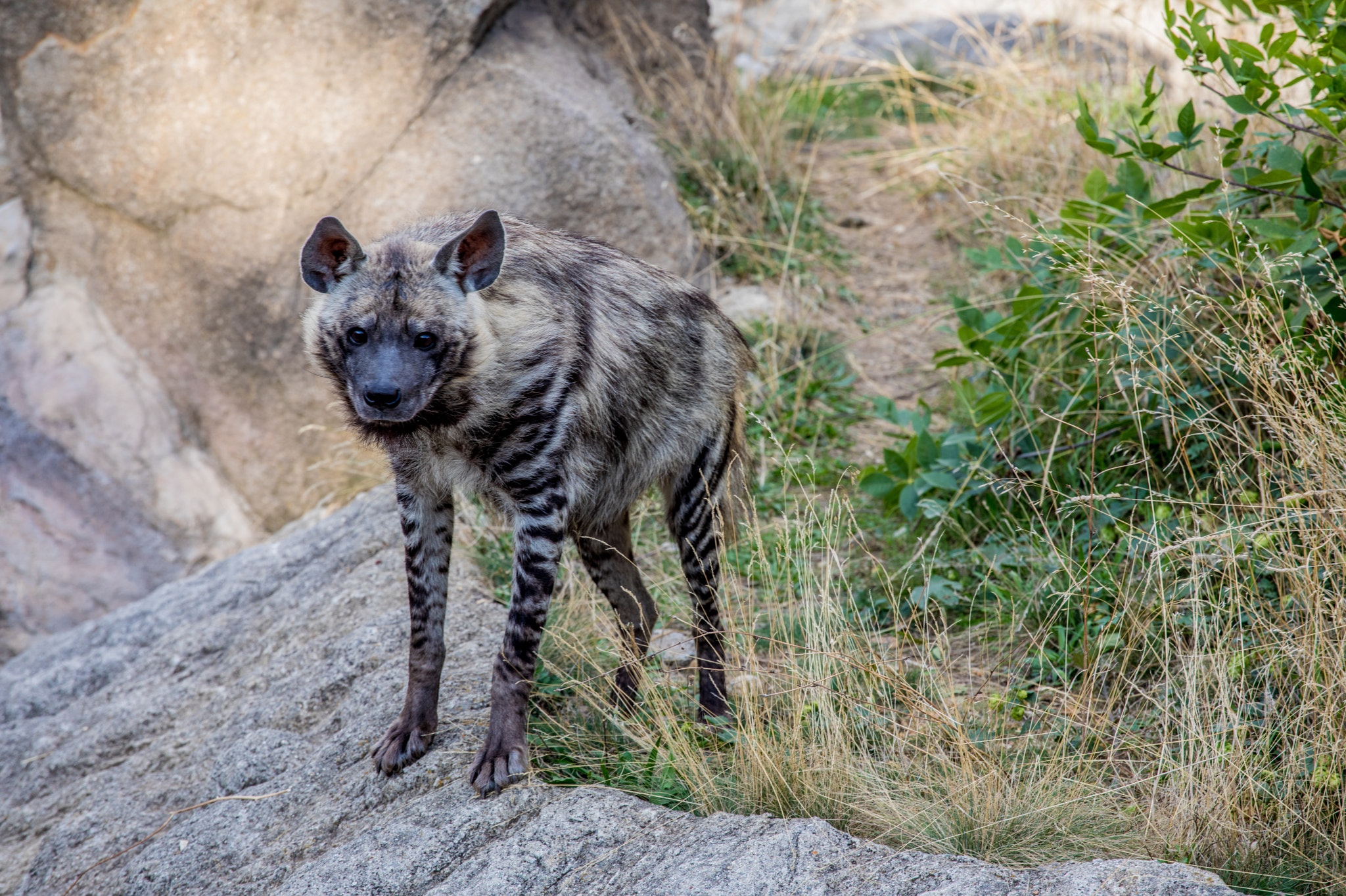 Canon EF 70-200mm F4L USM sample photo. Hyena photography