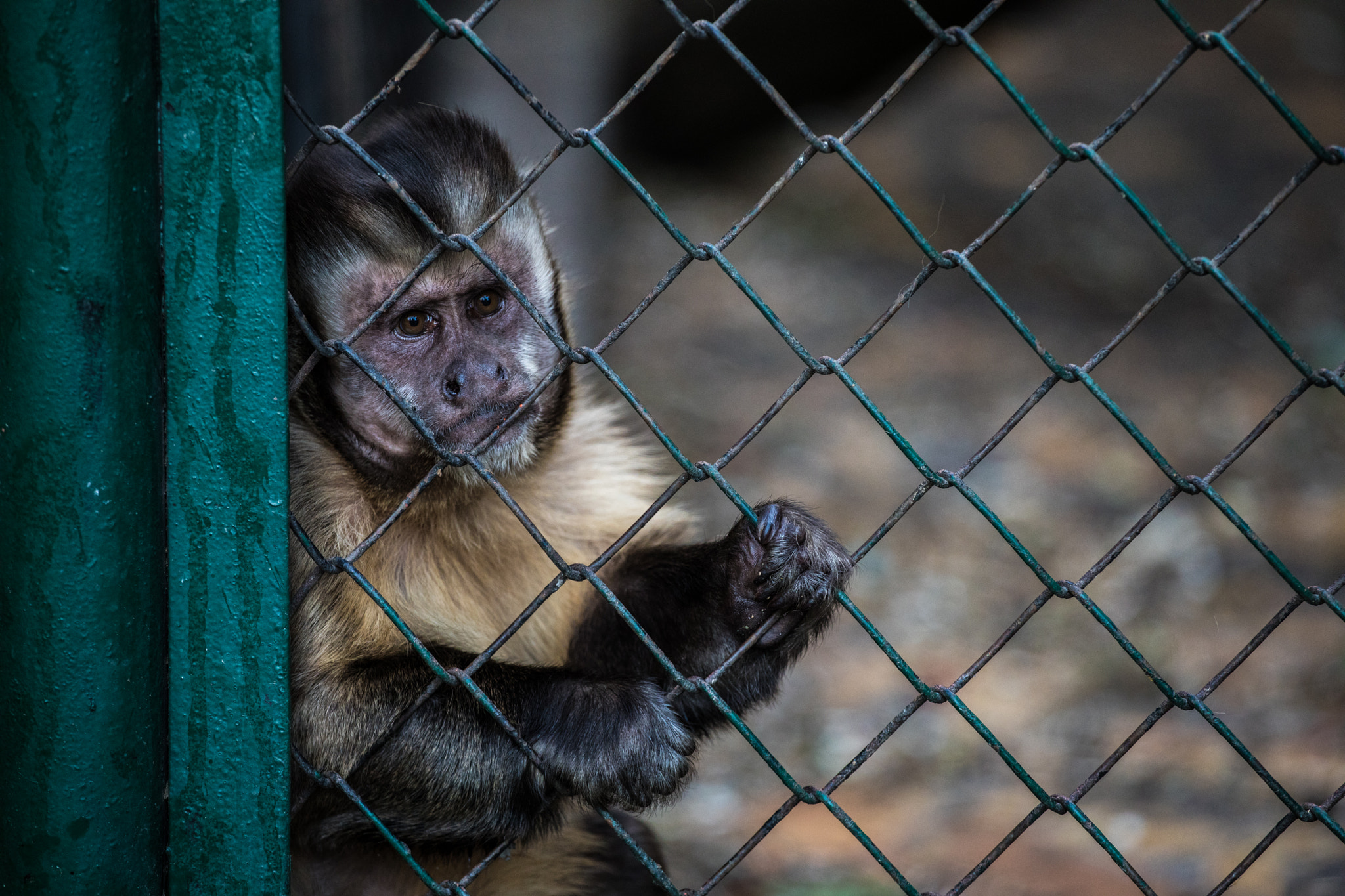 Canon EF 70-200mm F4L USM sample photo. Brown capuchin monkey photography