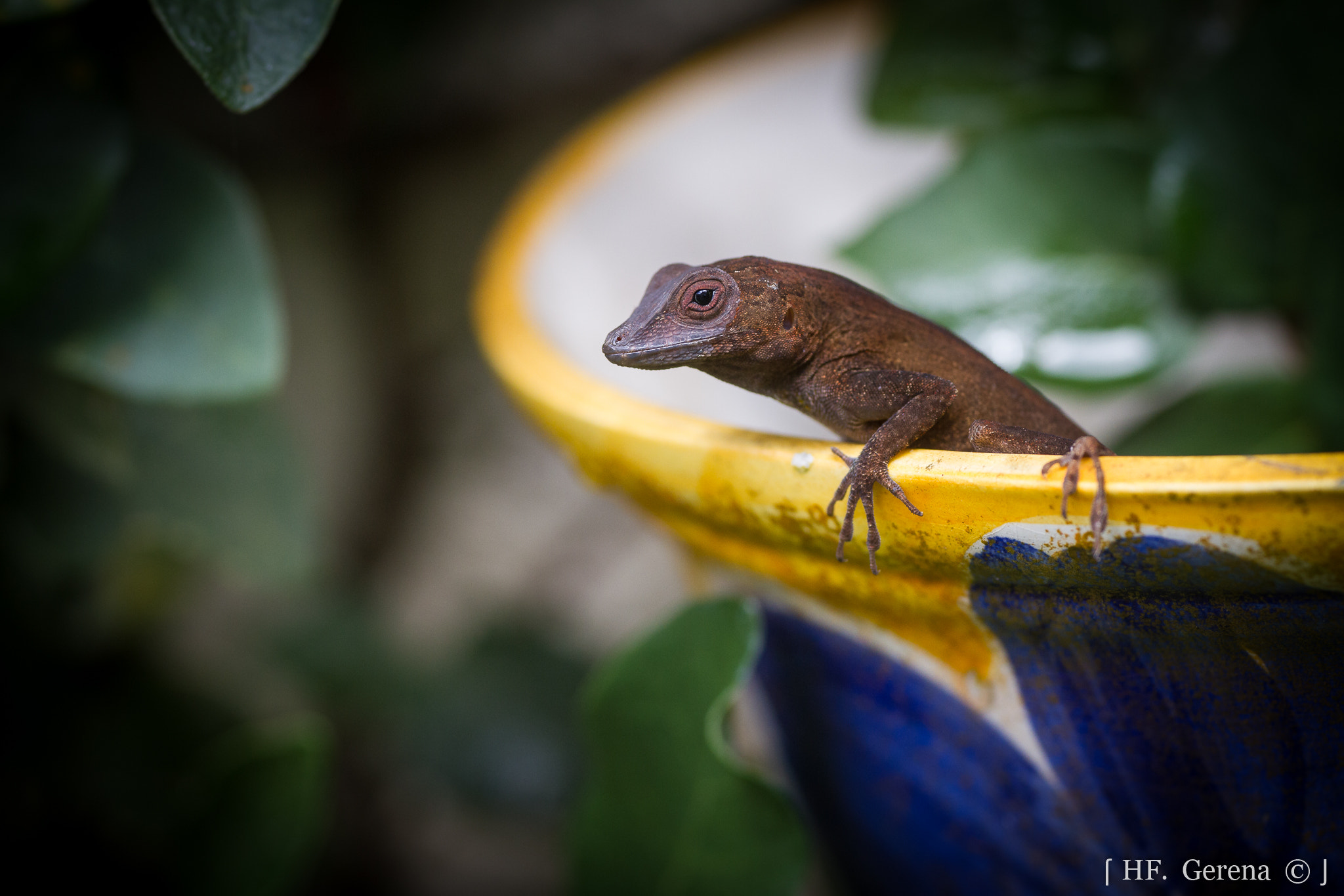 Sigma APO Macro 180mm F2.8 EX DG OS HSM sample photo. Backyard photography