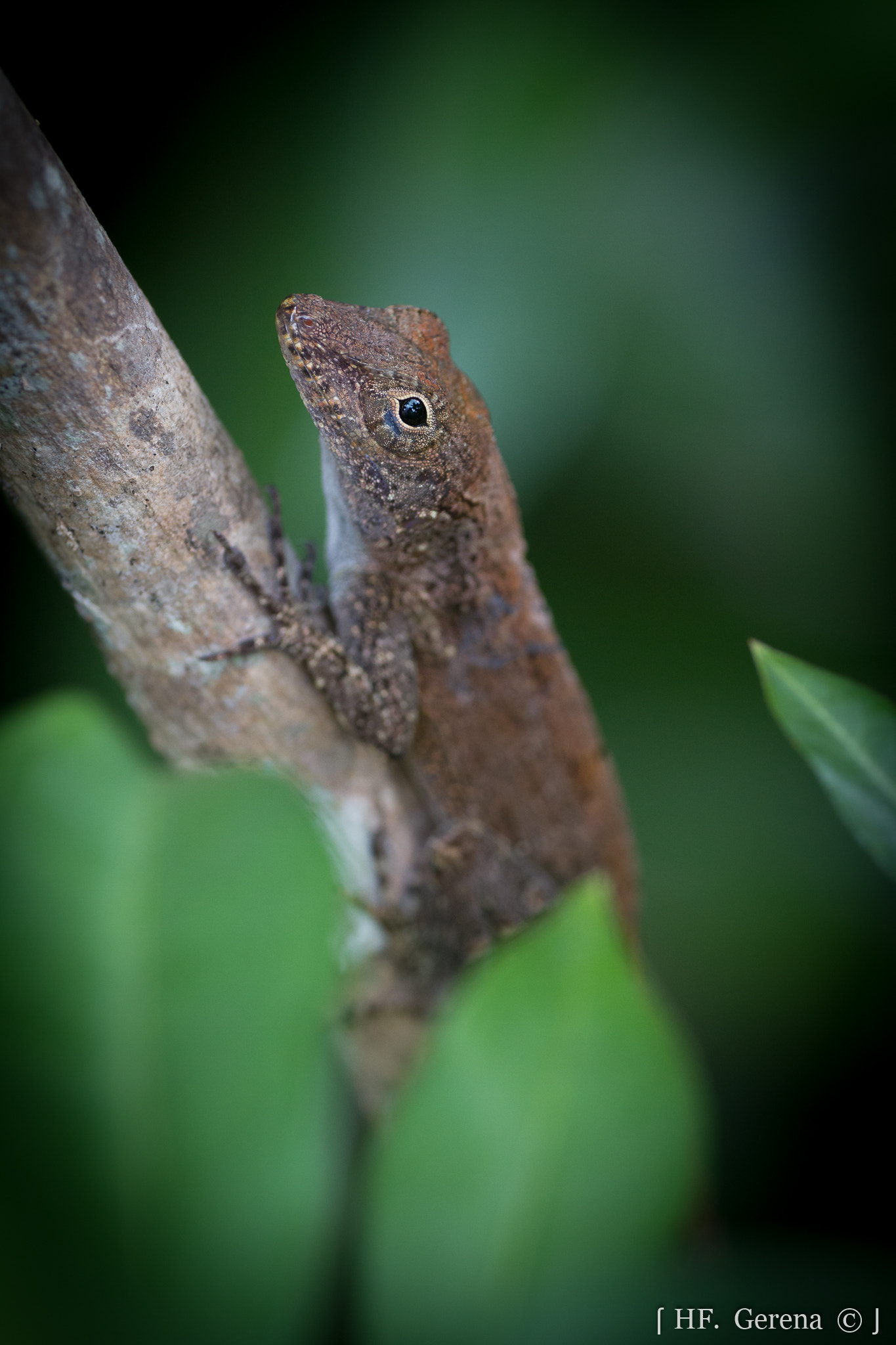 Sigma APO Macro 180mm F2.8 EX DG OS HSM sample photo. Backyard photography