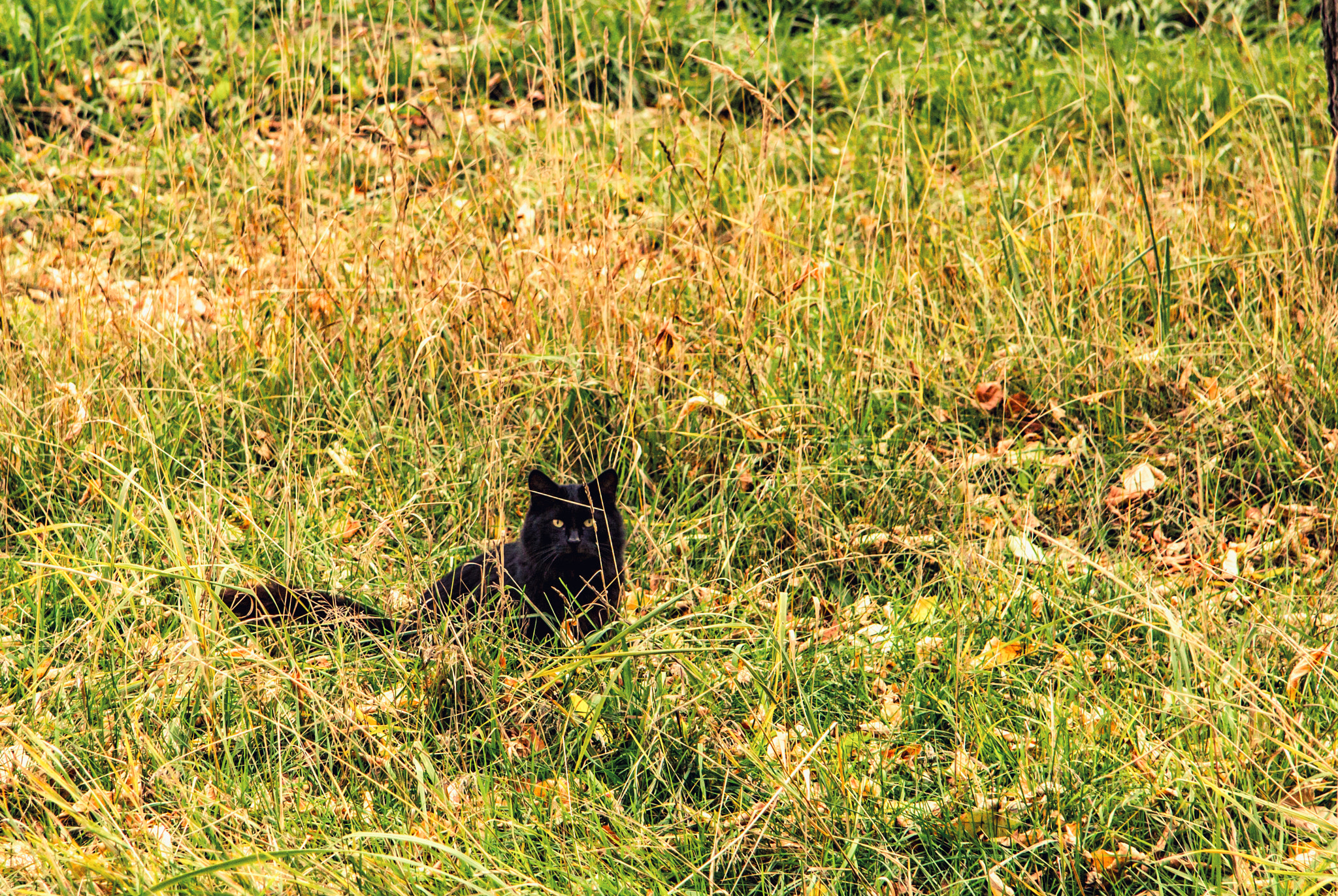 Canon EF-S 17-85mm F4-5.6 IS USM sample photo. Кот в дозоре photography
