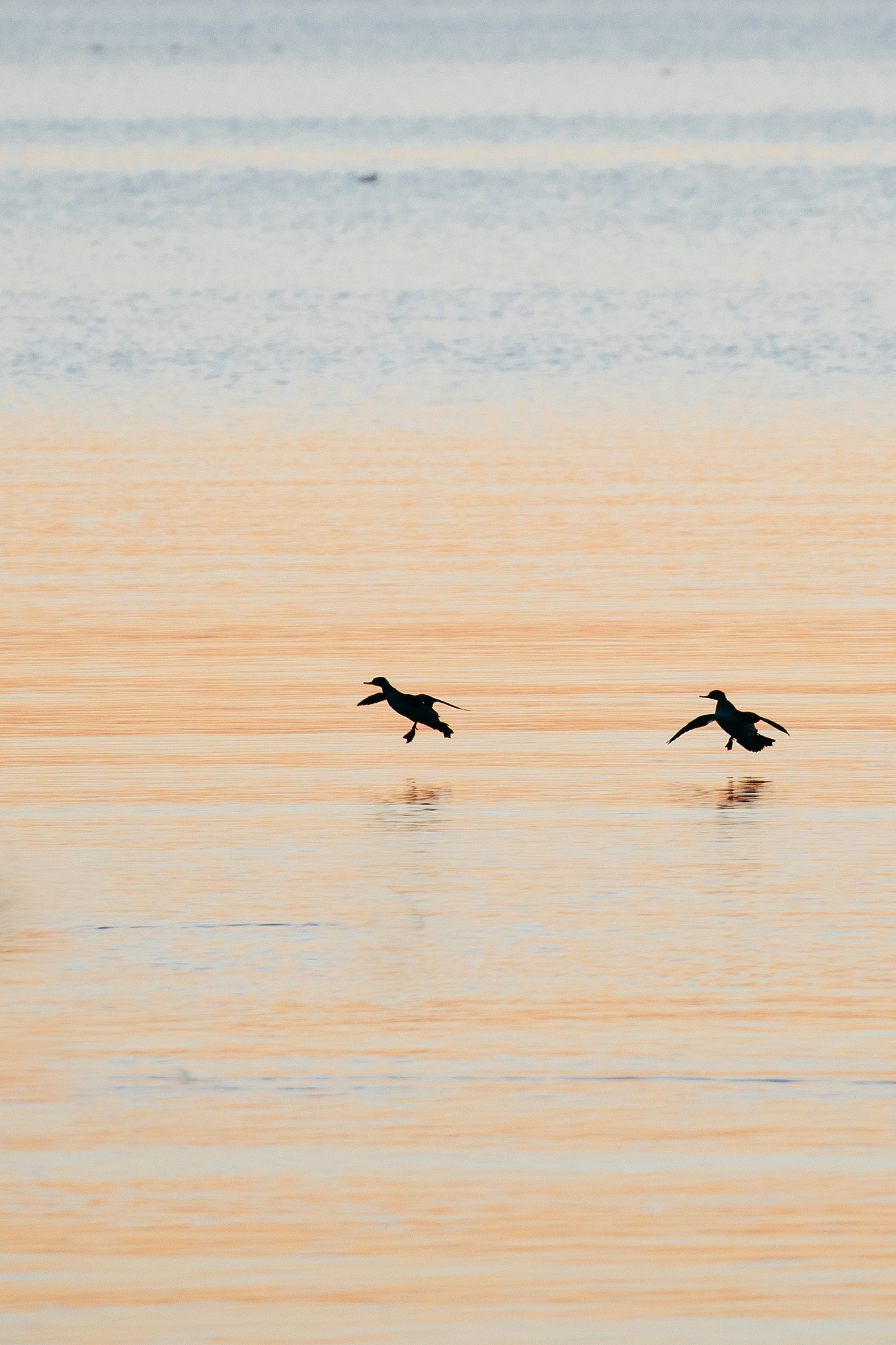 Canon EOS-1D X Mark II sample photo. Landing photography