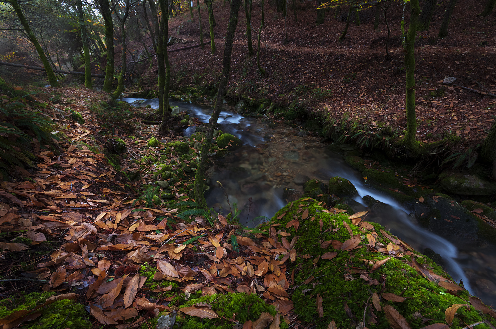 Sigma 10-20mm F4-5.6 EX DC HSM sample photo. An autumn color photography