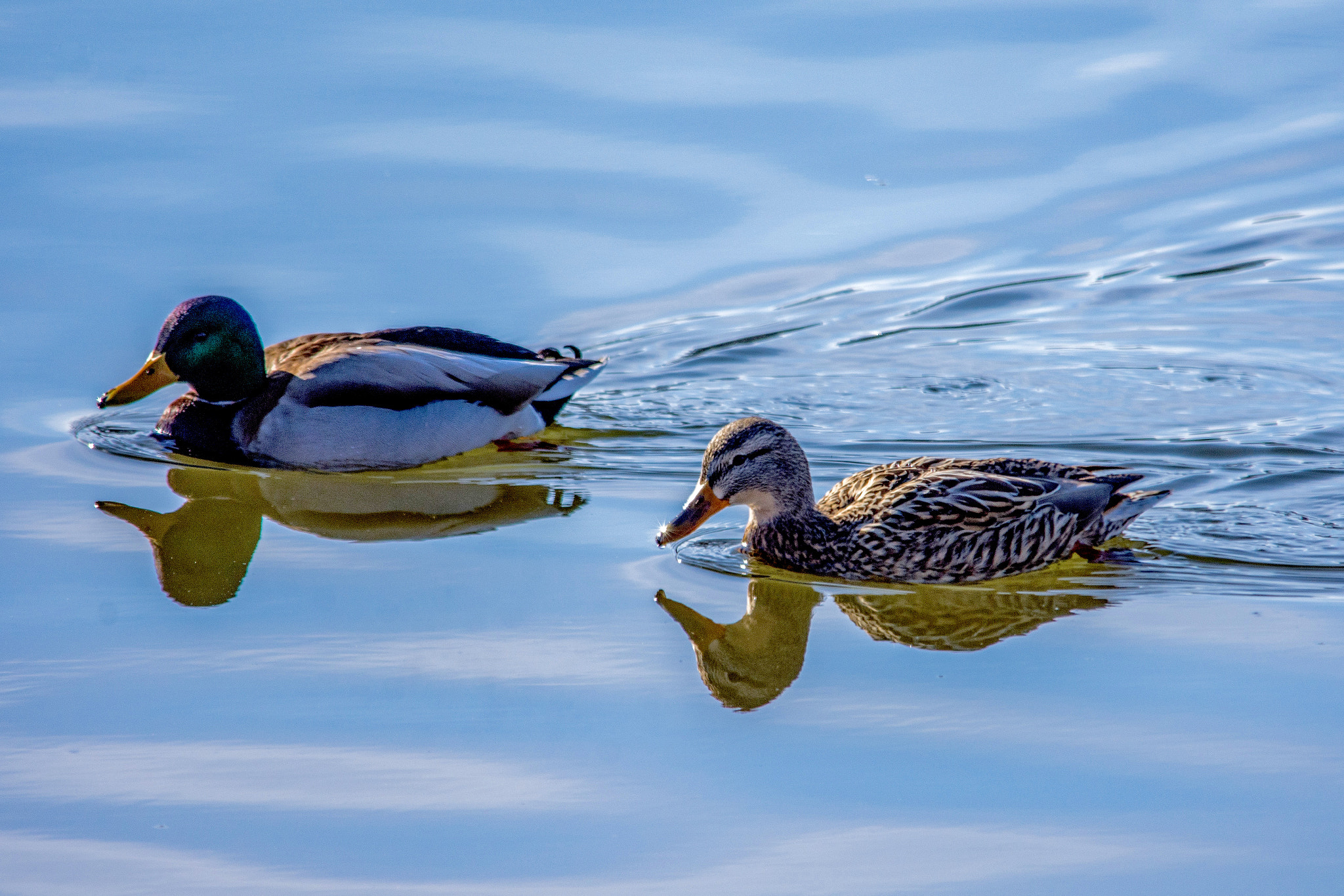 Sigma 150-500mm F5-6.3 DG OS HSM sample photo. Mallard photography