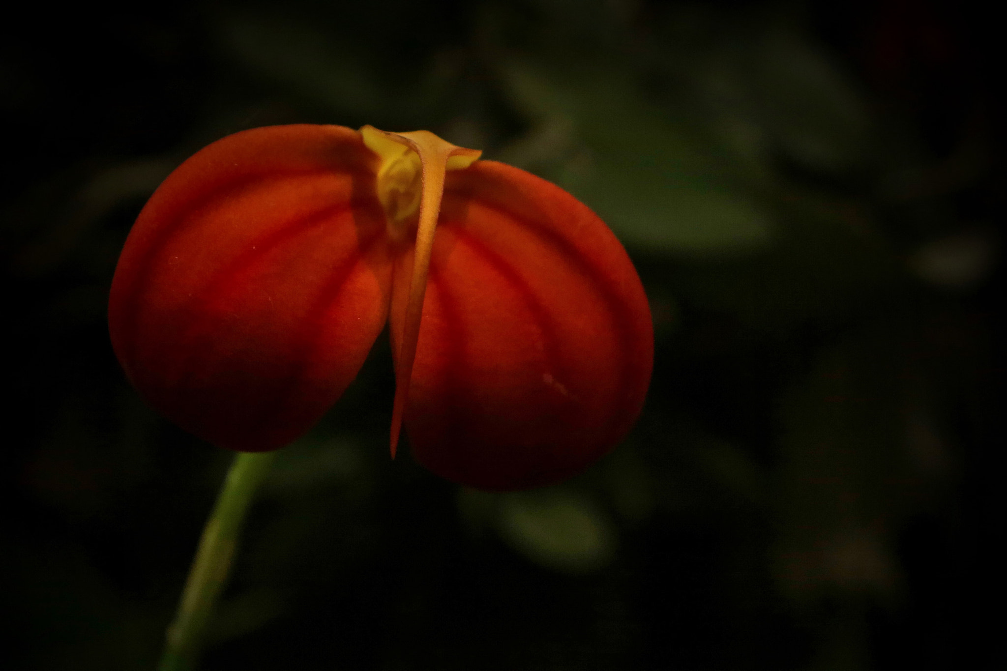 Canon EOS 7D Mark II sample photo. Original orchid photography