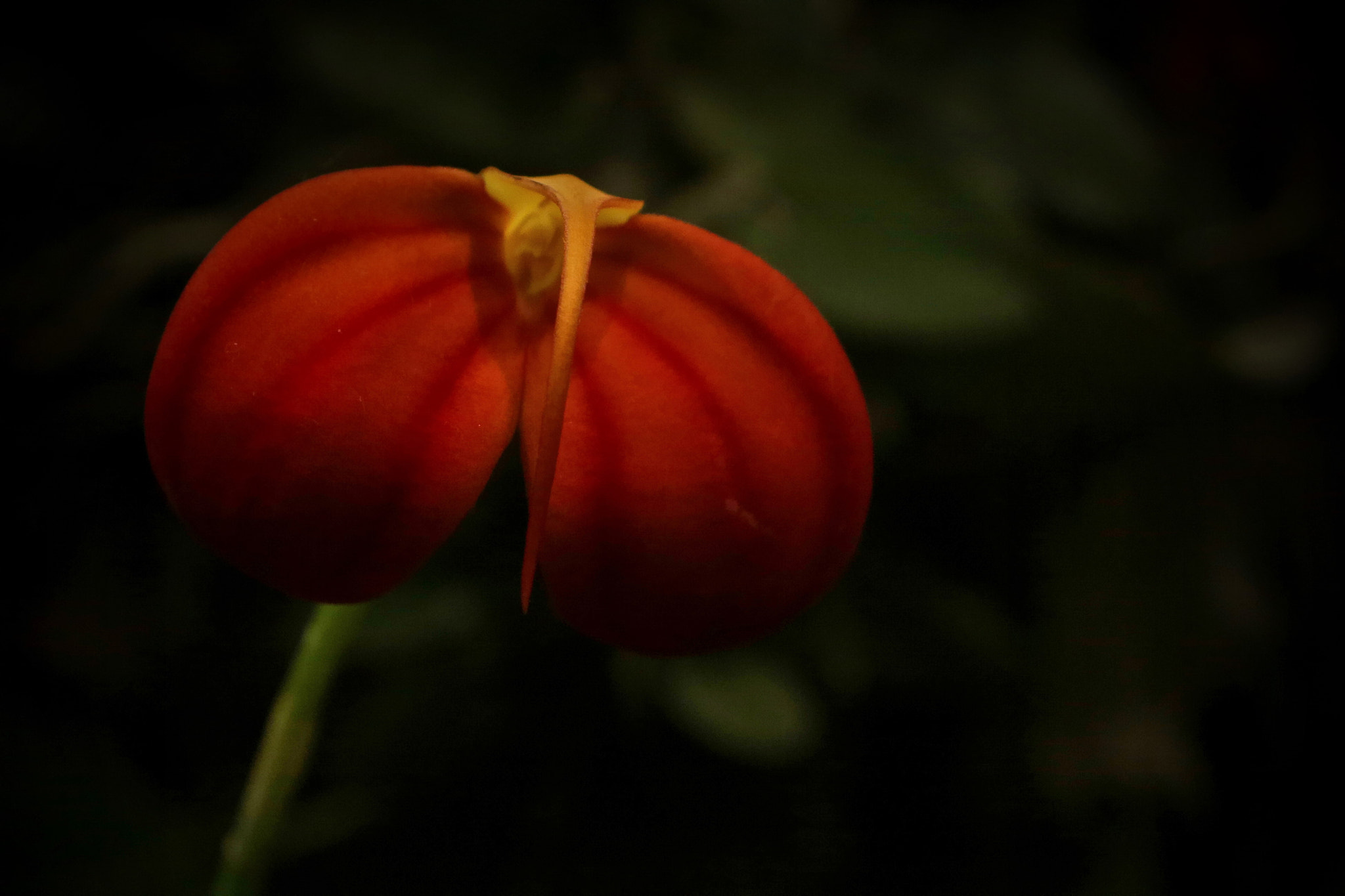 Canon EF 24-70mm F2.8L USM sample photo. Original orchid photography
