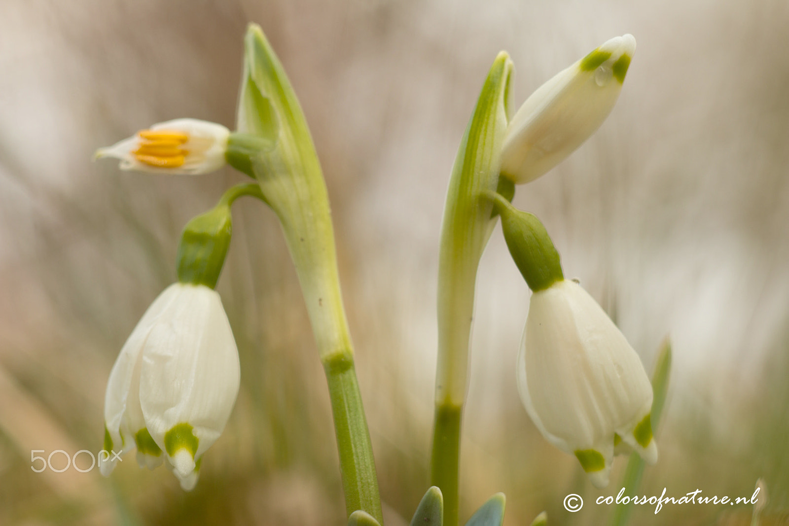 Canon EF 35-80mm f/4-5.6 sample photo. Twins photography