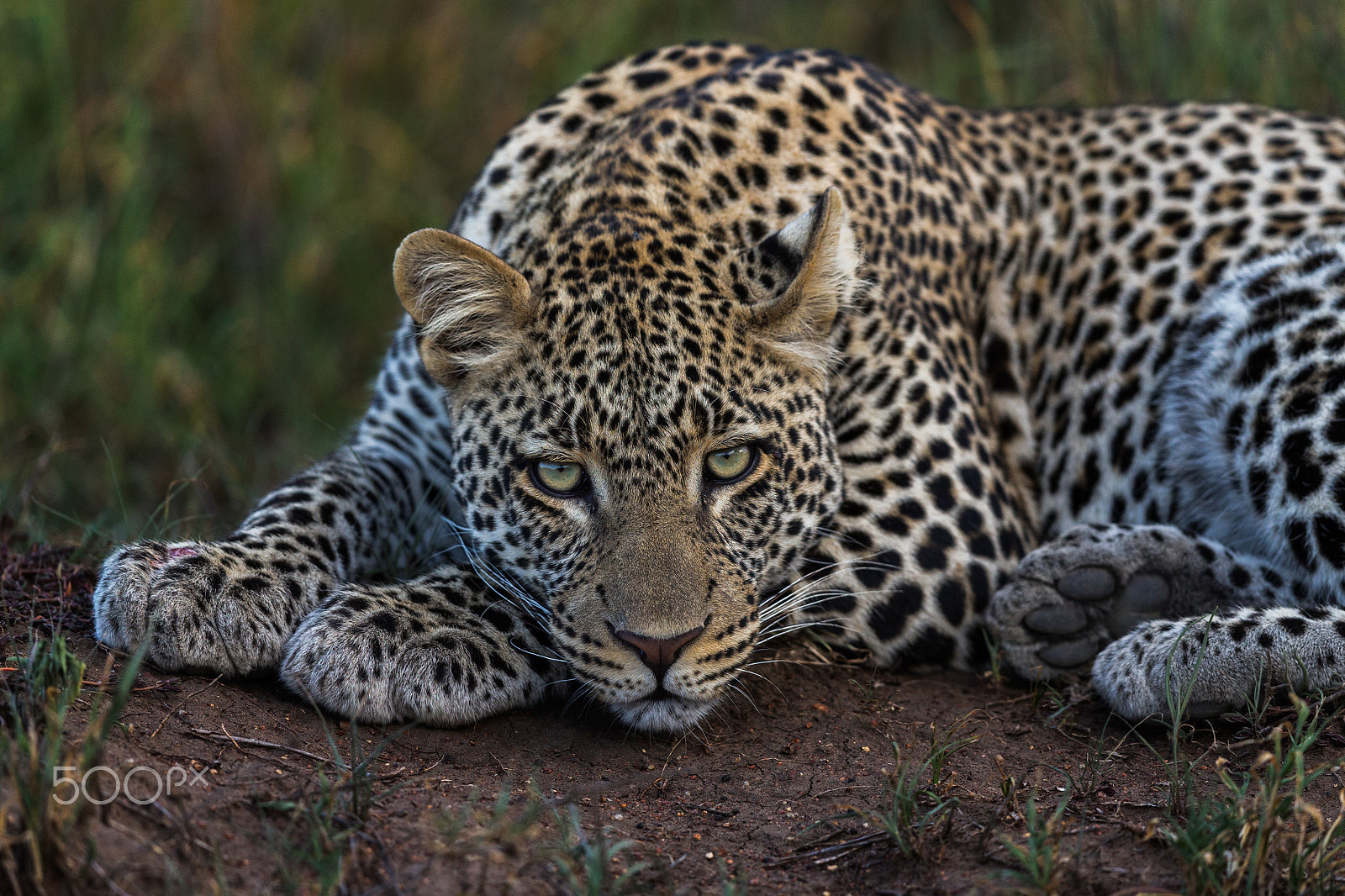 Canon EF 600mm F4L IS II USM sample photo. A thoughtful leopard photography