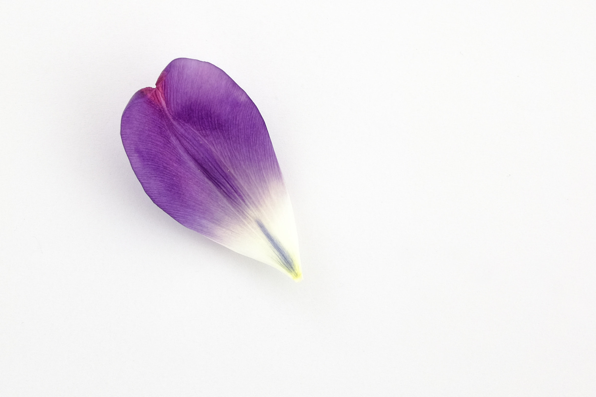 Fujifilm X-T10 + Fujifilm XF 27mm F2.8 sample photo. Tulip photography