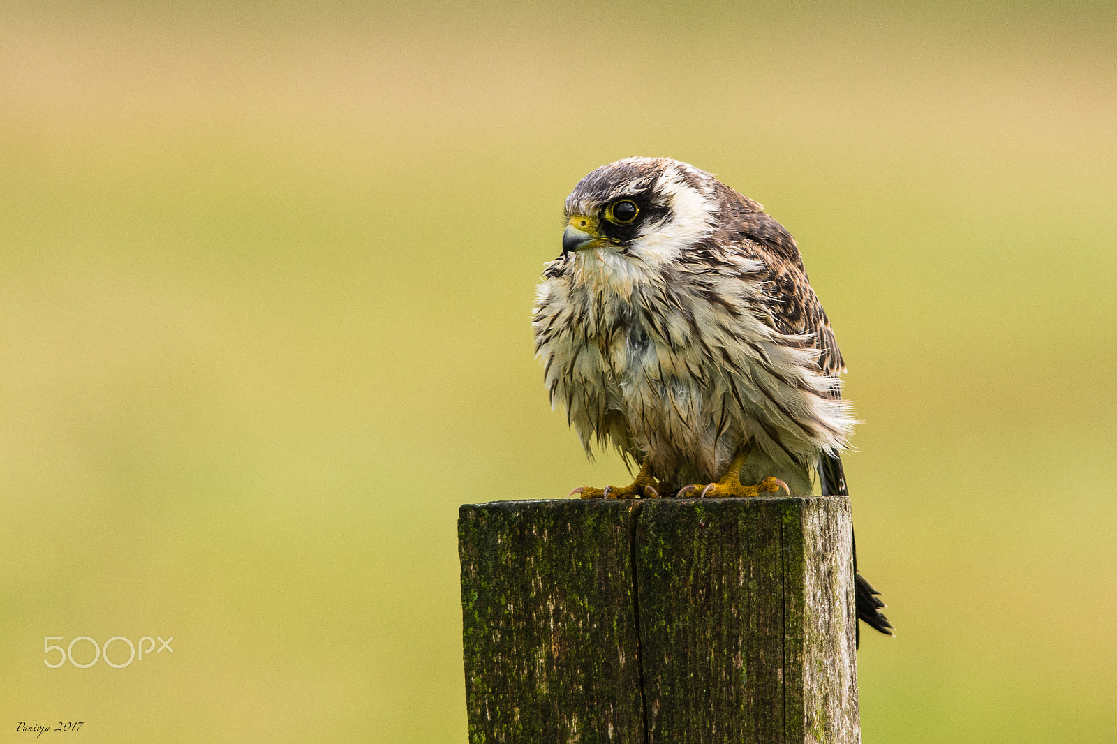 Nikon D7200 sample photo. Wet bird photography