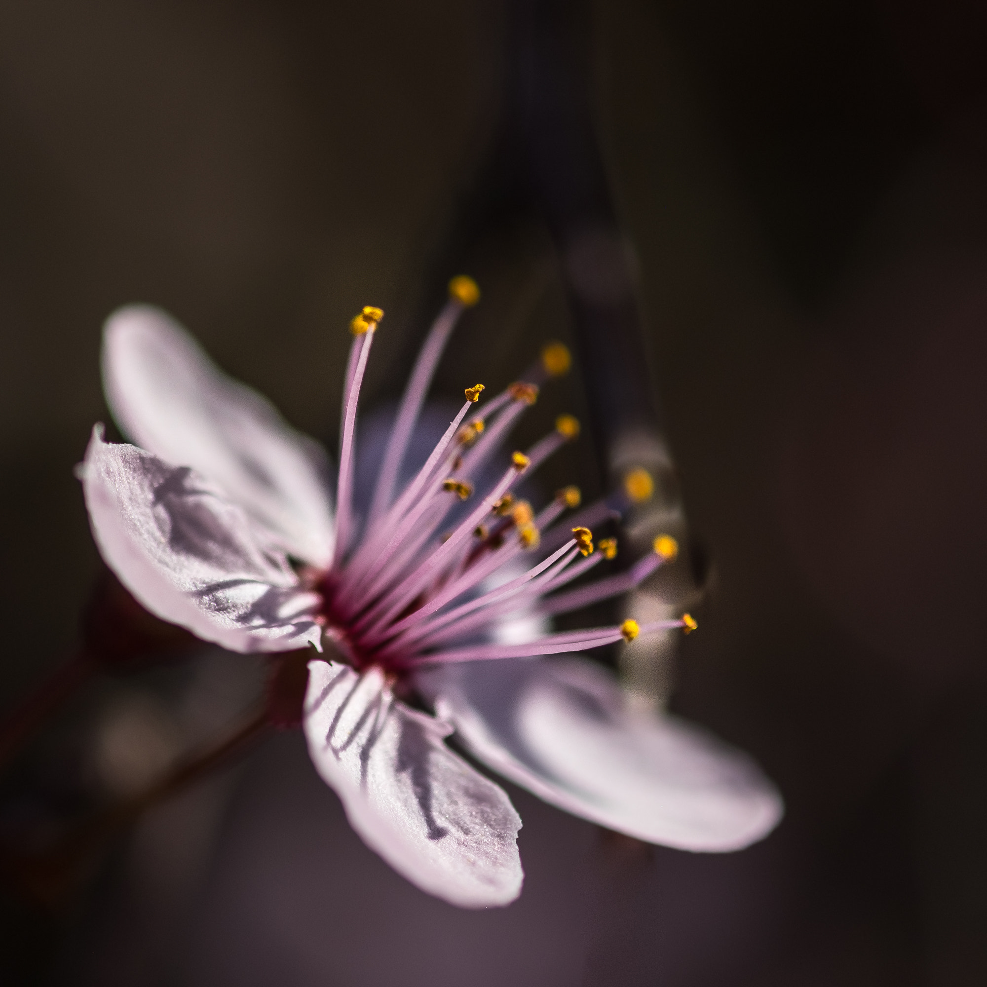 Fujifilm X-T1 + Fujifilm XF 60mm F2.4 R Macro sample photo. La nature s'éveille photography