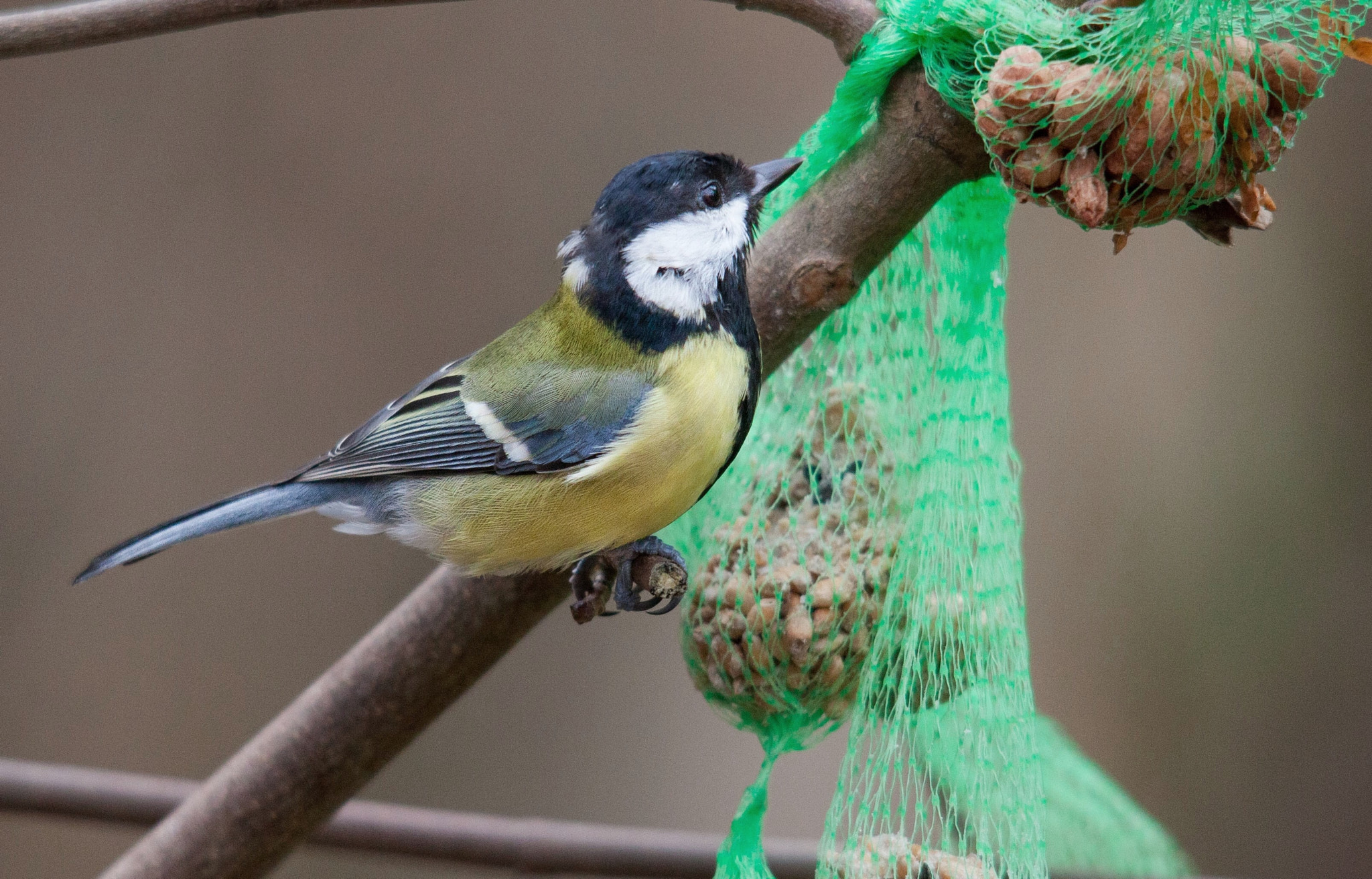 Canon EOS 5D Mark II + Sigma 150-500mm F5-6.3 DG OS HSM sample photo. A scruffy looking great tit the poor thing probably has ticks photography