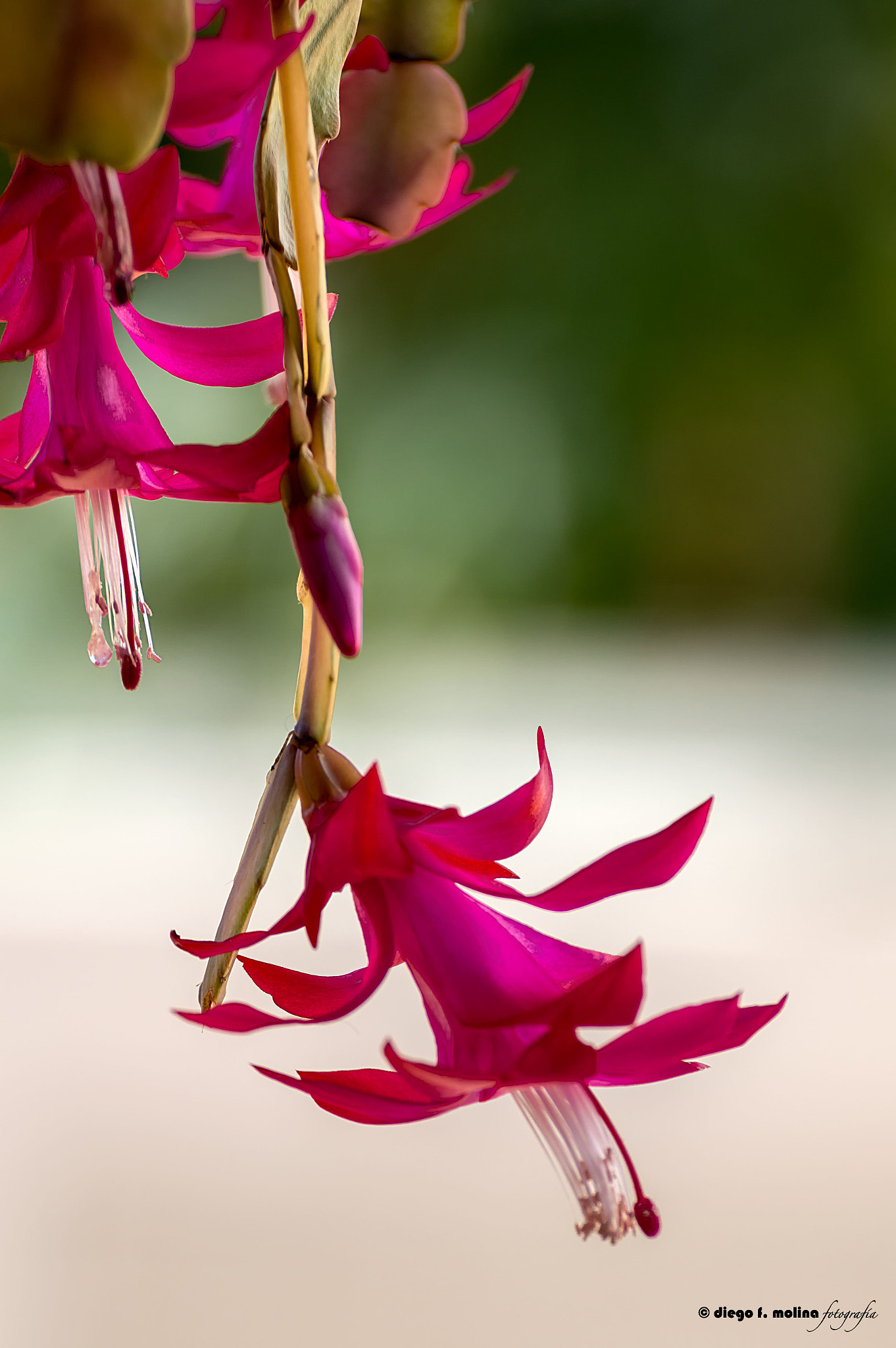 Nikon D3200 sample photo. Exuberante photography