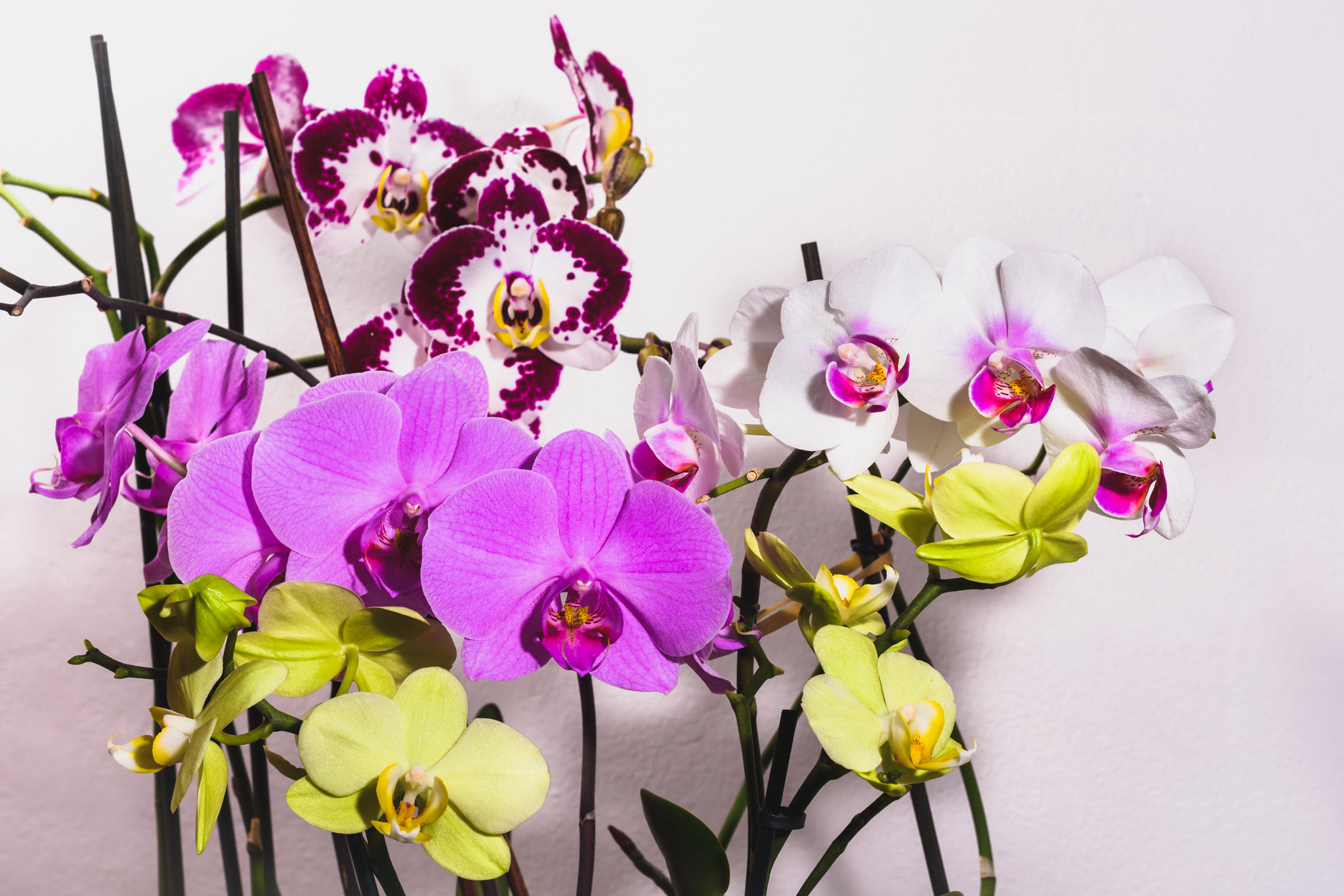 Nikon D7200 + AF Nikkor 50mm f/1.8 sample photo. Orchid collection photography