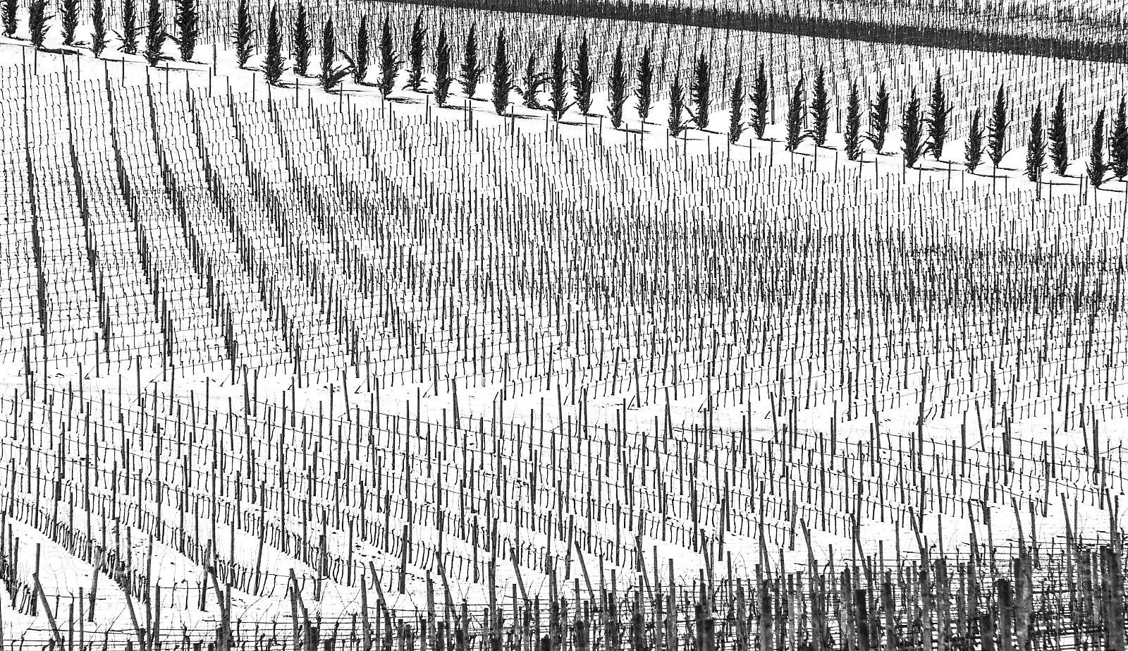 Nikon D700 sample photo. Snowy vineyard photography