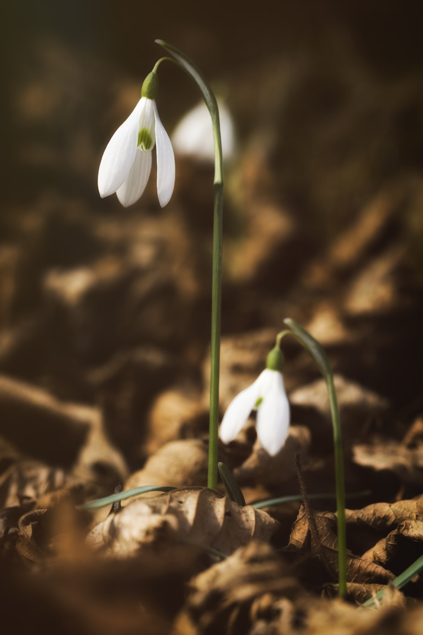Nikon D7200 sample photo. The awakening of spring photography