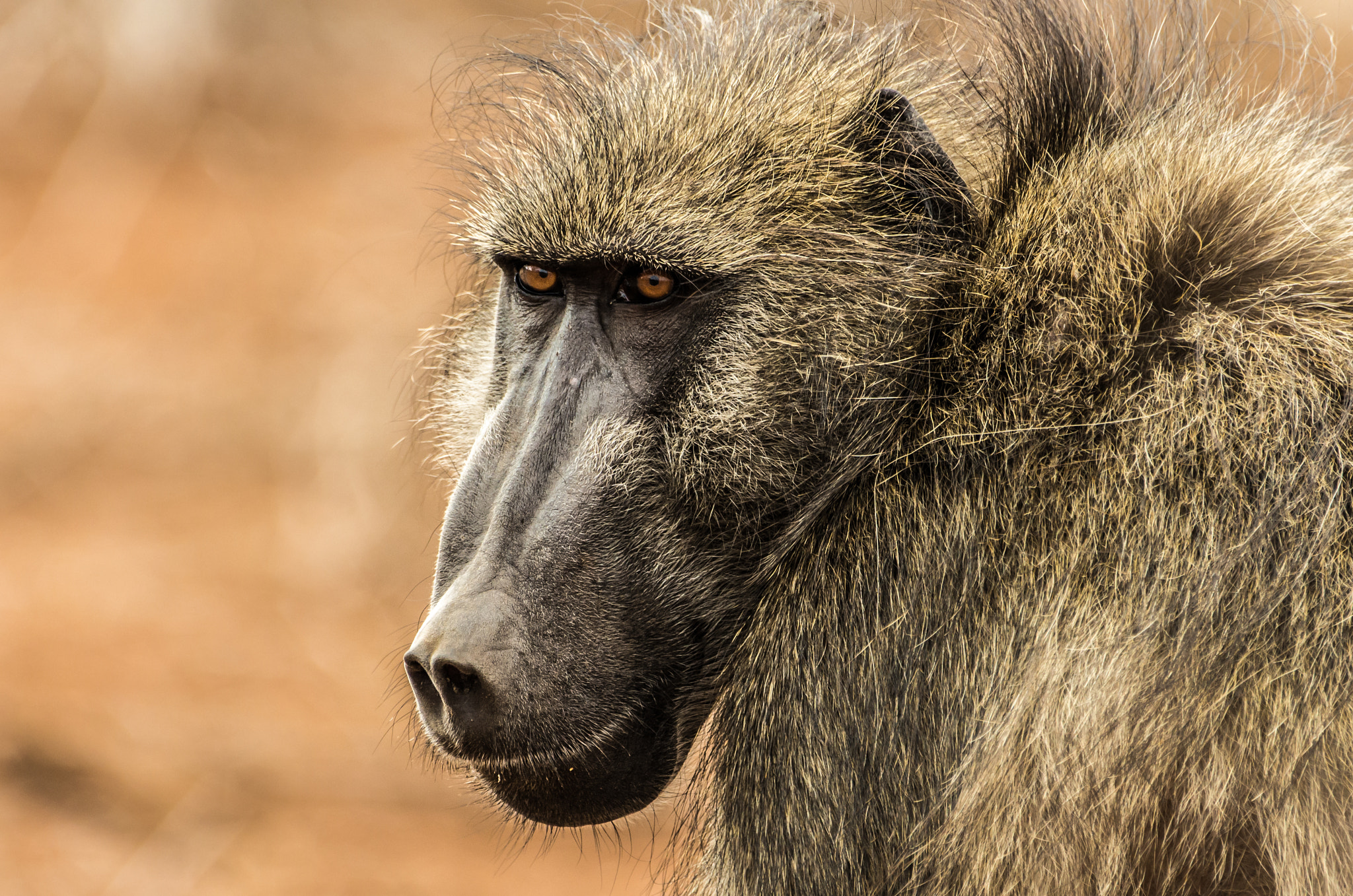 Pentax K-5 II sample photo. Chacma baboon closeup photography