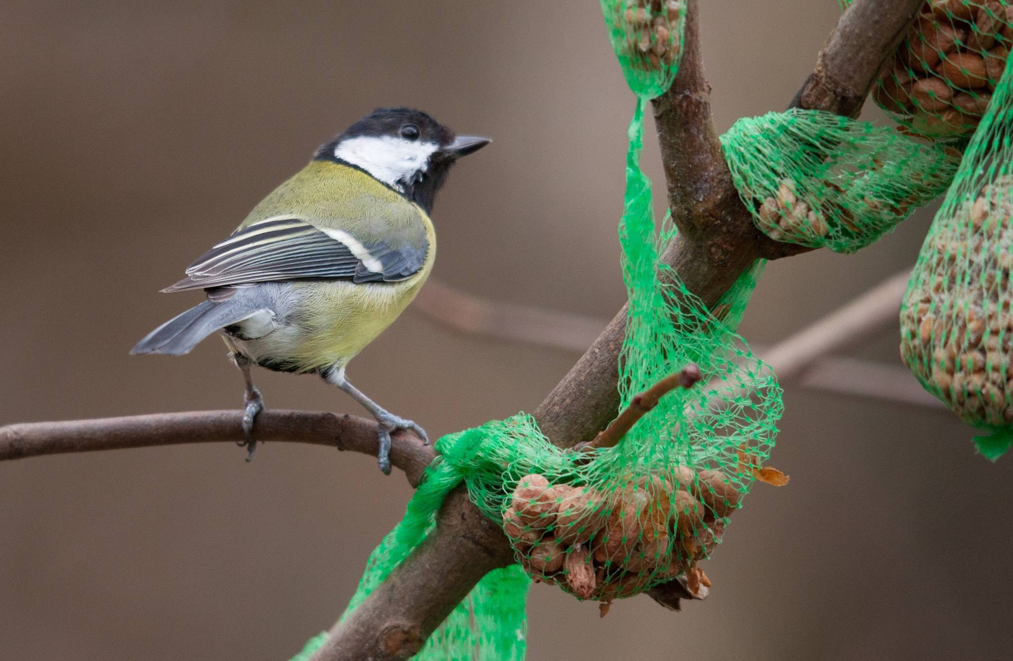 Sigma 150-500mm F5-6.3 DG OS HSM sample photo. A great tit trying to decide which one to eat first photography