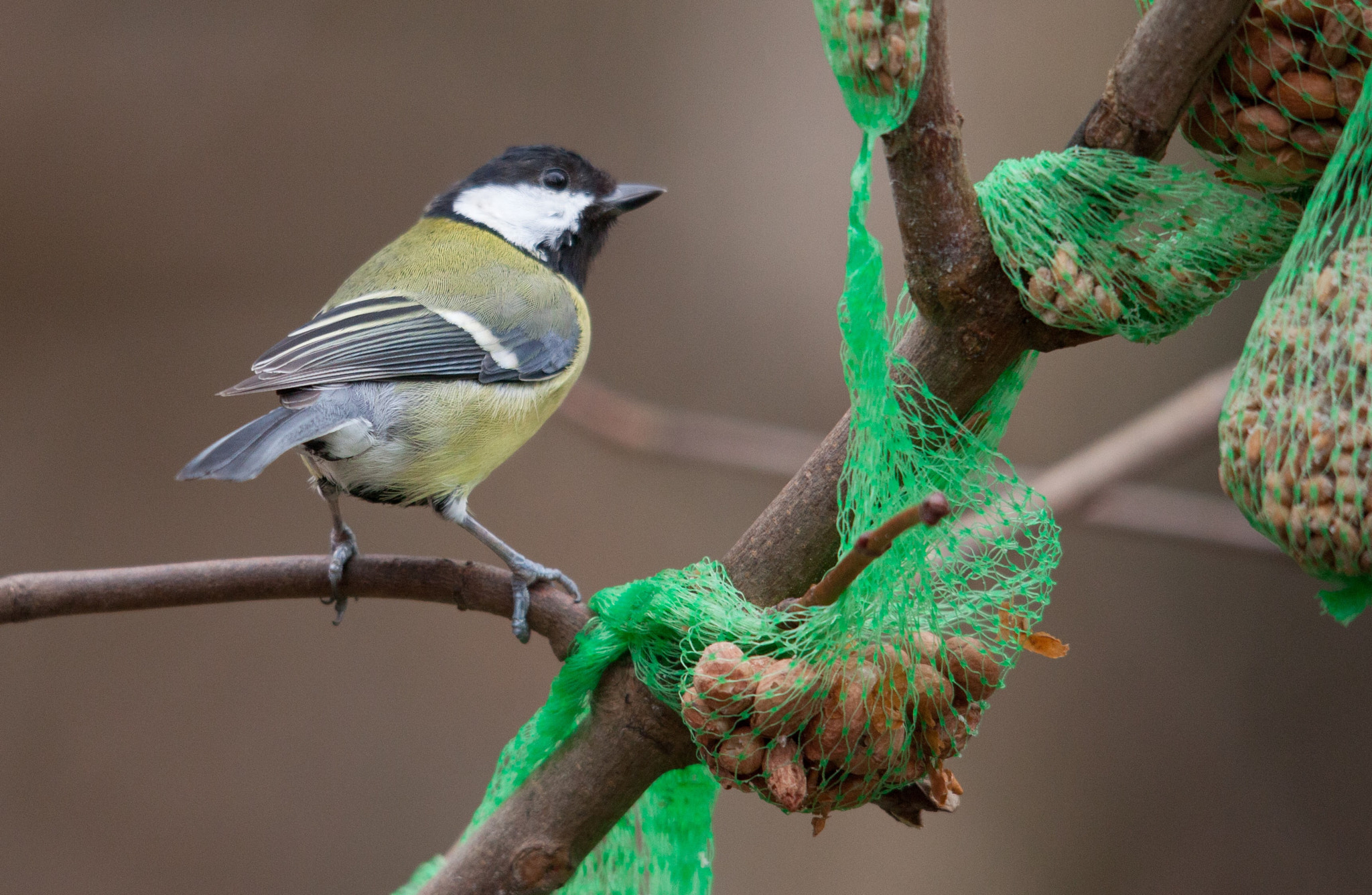 Canon EOS 5D Mark II + Sigma 150-500mm F5-6.3 DG OS HSM sample photo. A great tit trying to decide which one to eat first photography