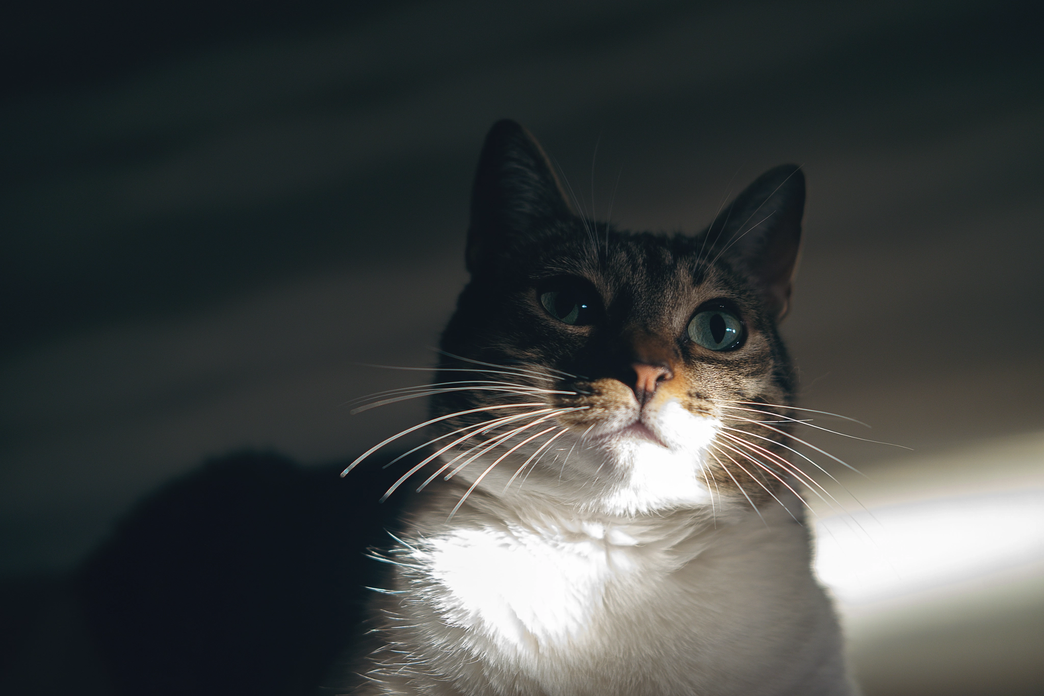 Fujifilm X-T10 + Fujifilm XF 35mm F2 R WR sample photo. Lola en la sombra photography