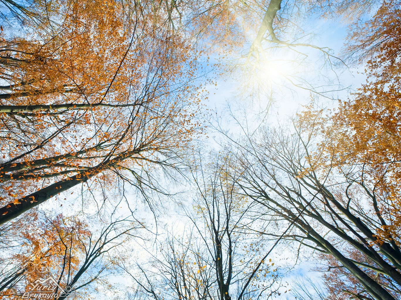 Canon EF 16-35mm F2.8L II USM sample photo. Autumn sky with sunshine and tree tops photography