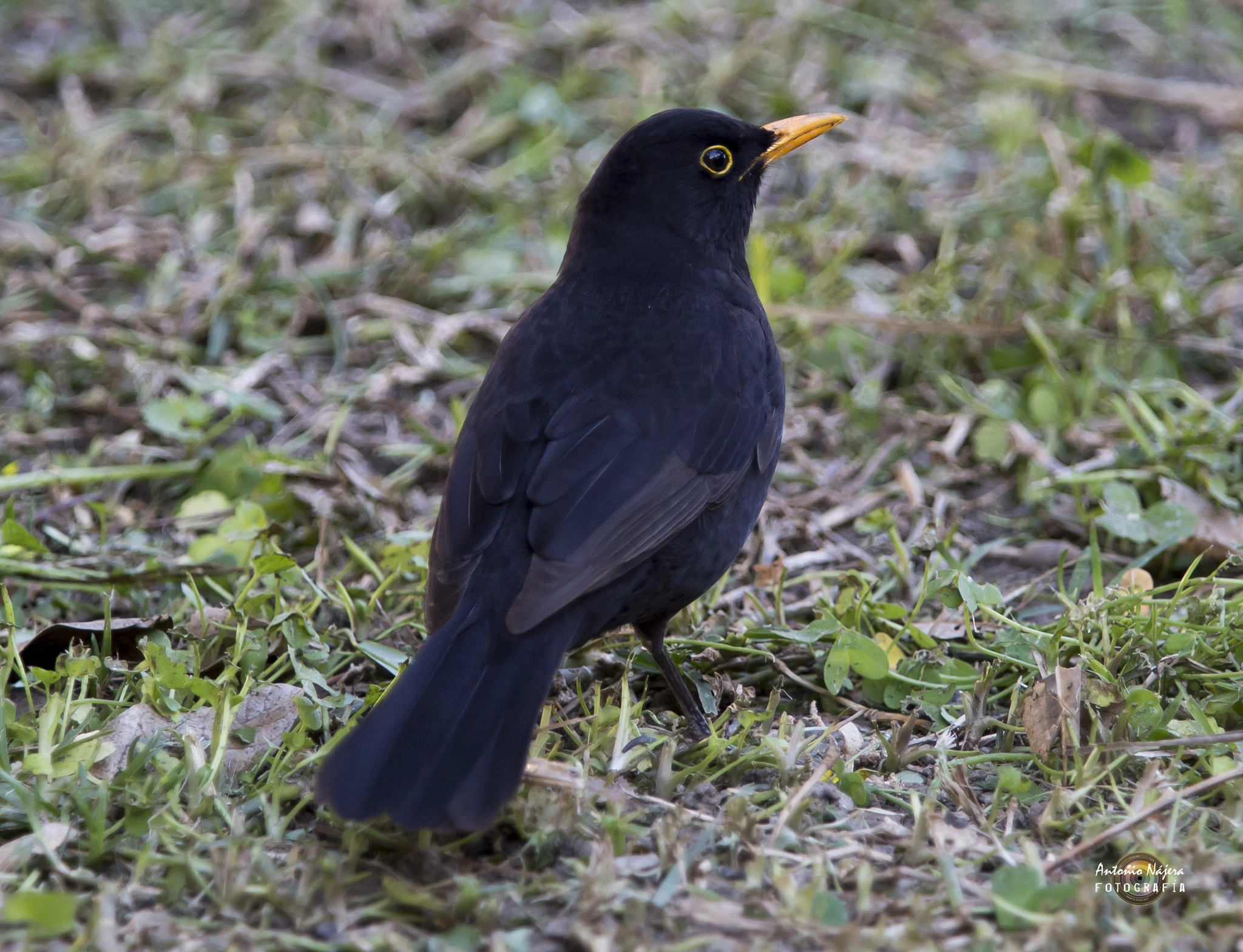 Canon EOS 6D + Canon EF 70-200mm F2.8L USM sample photo. Mirlo común (turdus merula) photography