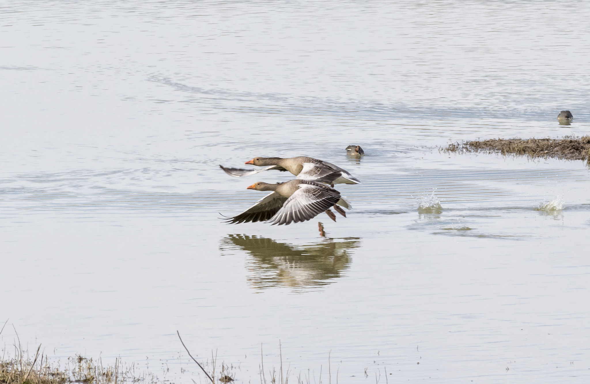 Nikon AF-S Nikkor 300mm F2.8G ED VR II sample photo. Taking off... photography