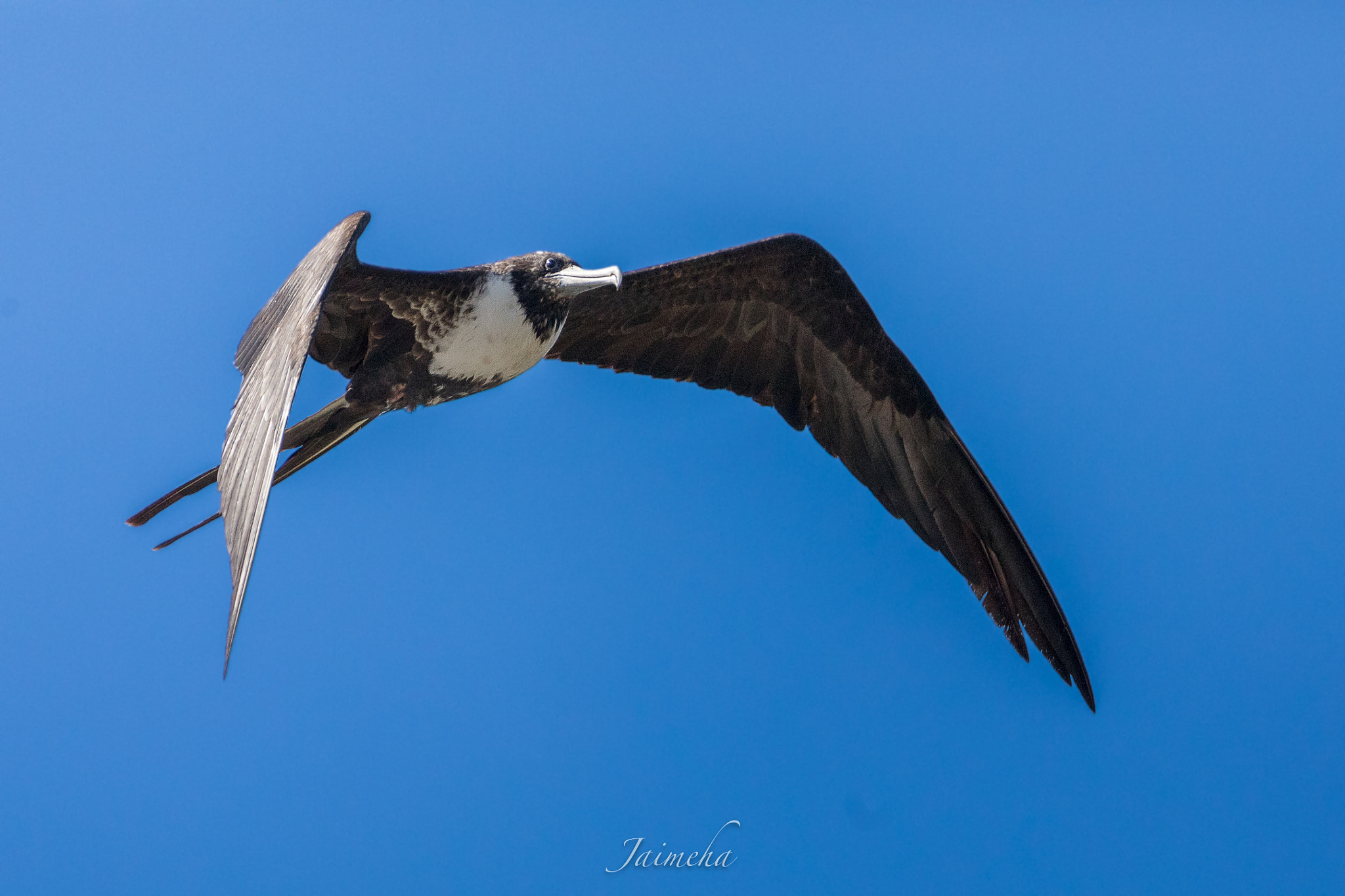 150-600mm F5-6.3 DG OS HSM | Contemporary 015 sample photo. Magnificent frigatebird female photography