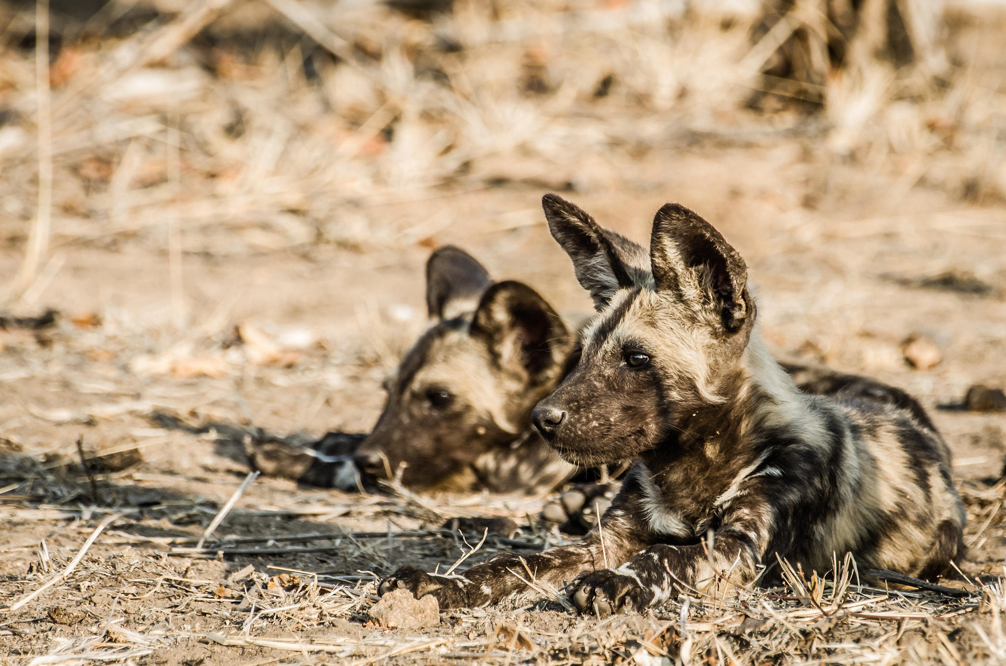 Pentax K-5 II sample photo. African wild dog pups photography