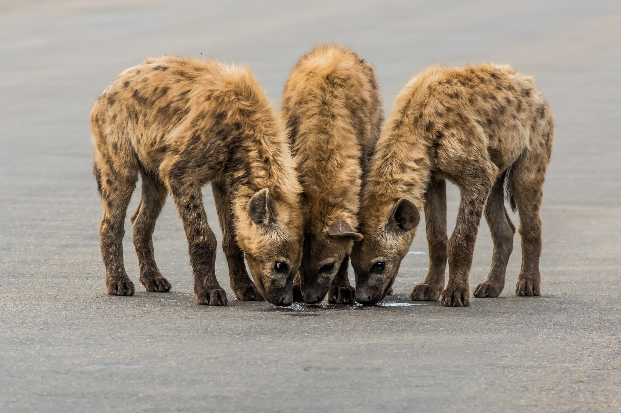 Pentax K-3 + Tamron SP AF 70-200mm F2.8 Di LD (IF) MACRO sample photo. Hyena pups drinking from a puddle photography