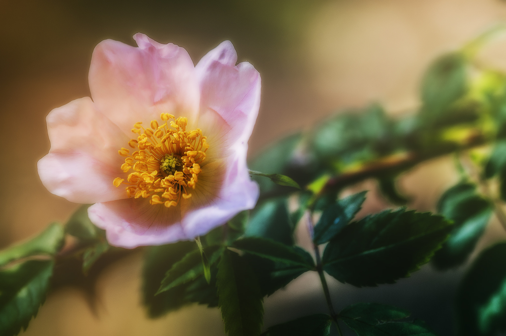 Sigma 105mm F2.8 EX DG OS HSM sample photo. 9800flo photography