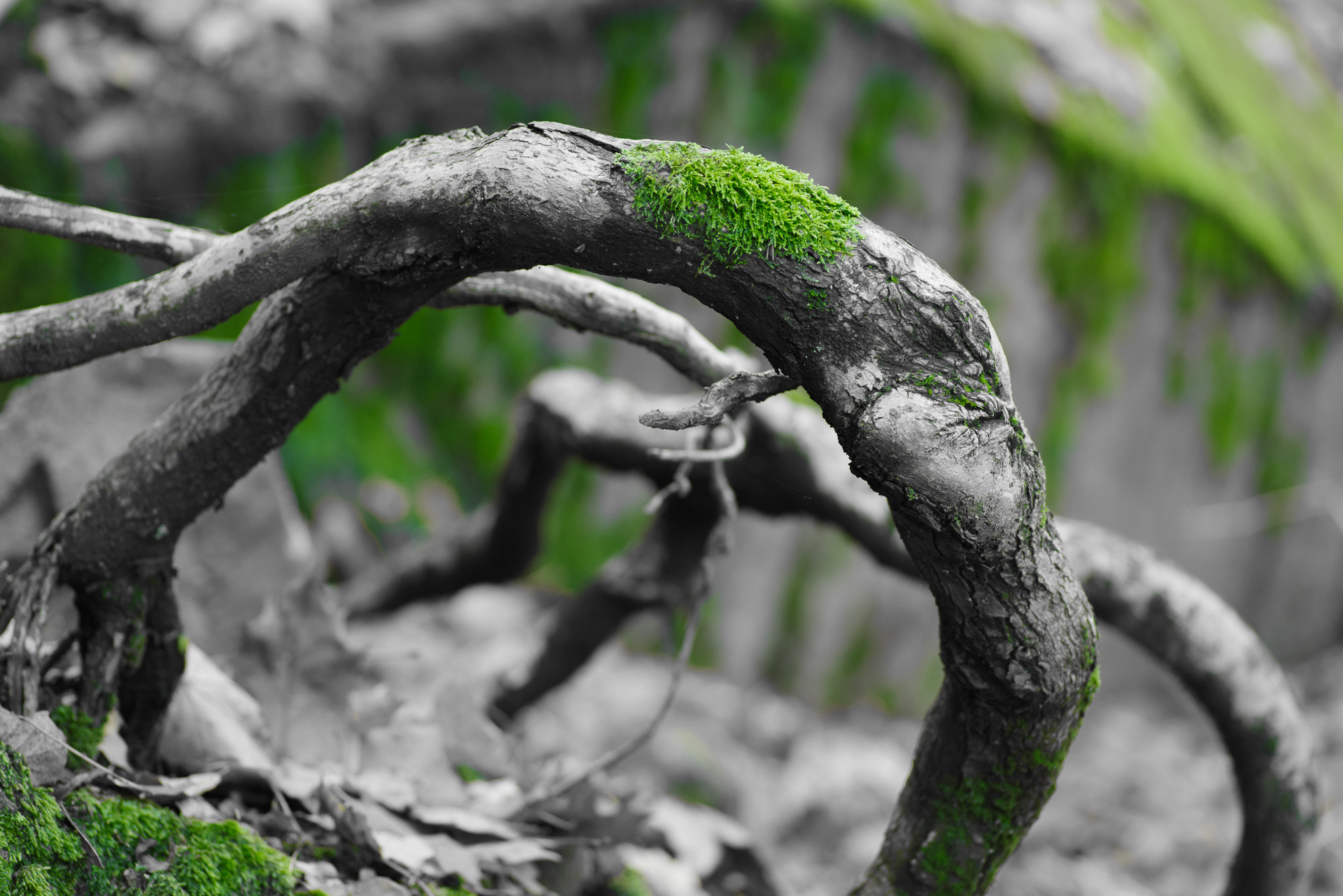 Pentax smc D-FA 100mm F2.8 Macro WR sample photo. Rounded wood photography