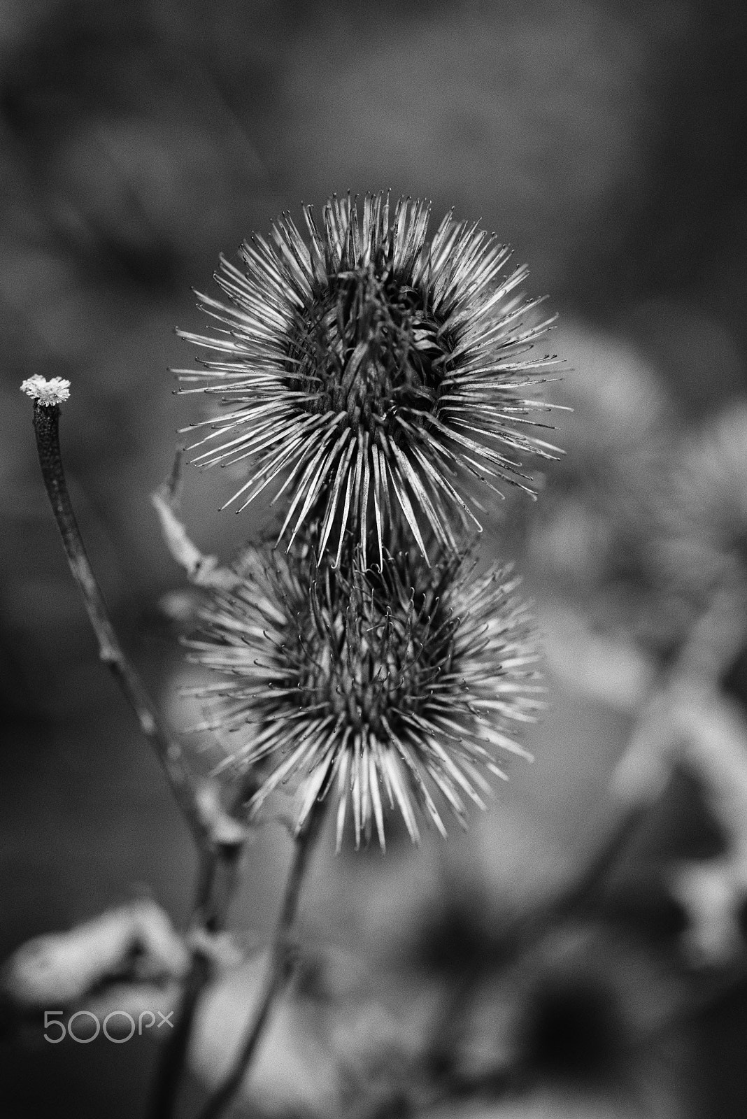 Pentax K-1 + Pentax smc D-FA 100mm F2.8 Macro WR sample photo. Thistle photography