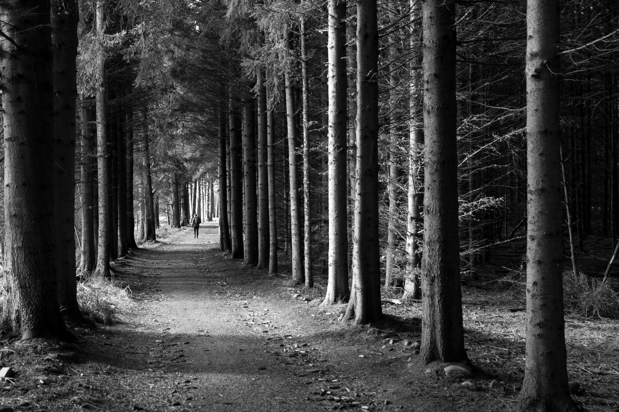 Canon EF-S 17-55mm F2.8 IS USM sample photo. Capercallie forest photography