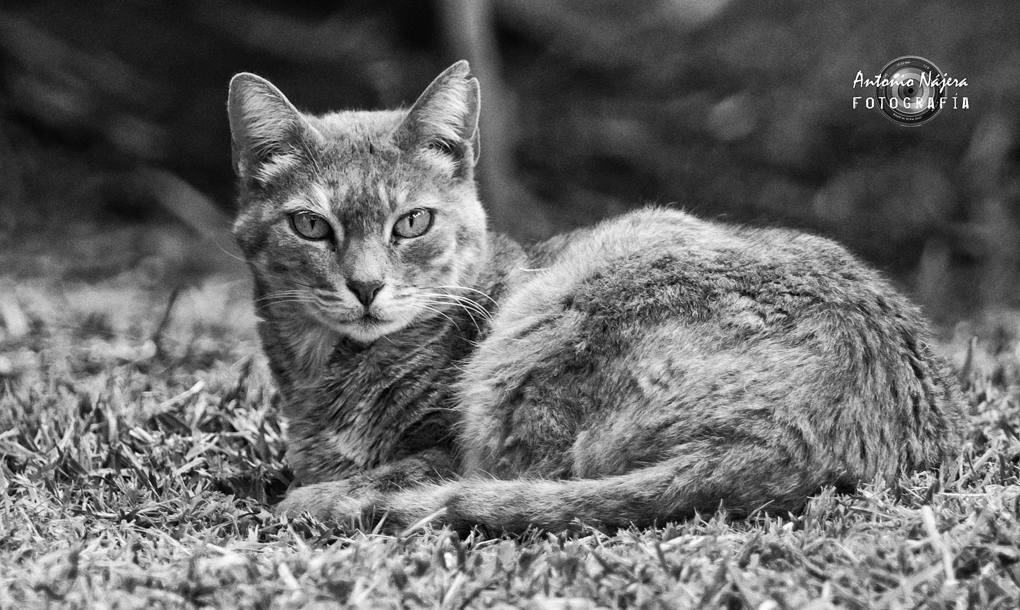 Canon EF 70-200mm F2.8L USM sample photo. A look says it all photography