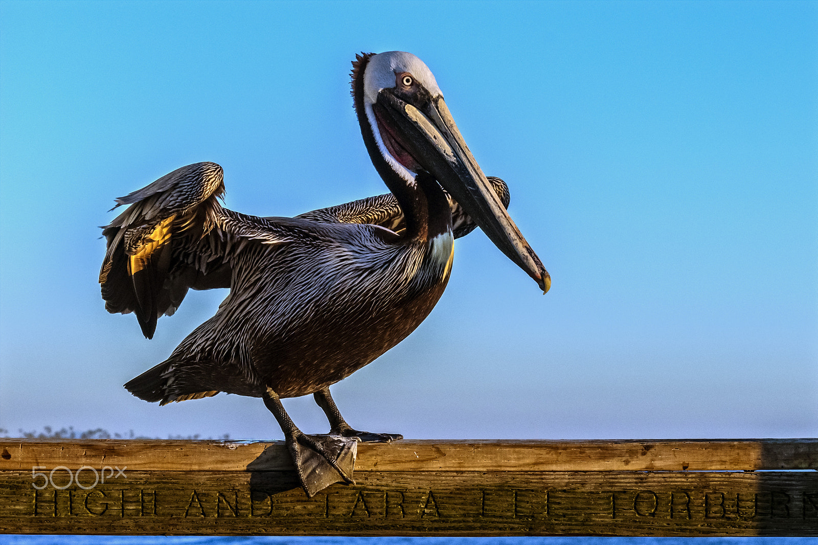 Nikon D500 sample photo. Pelican on the pier at sunset in oceanside - march 1, 2017 photography