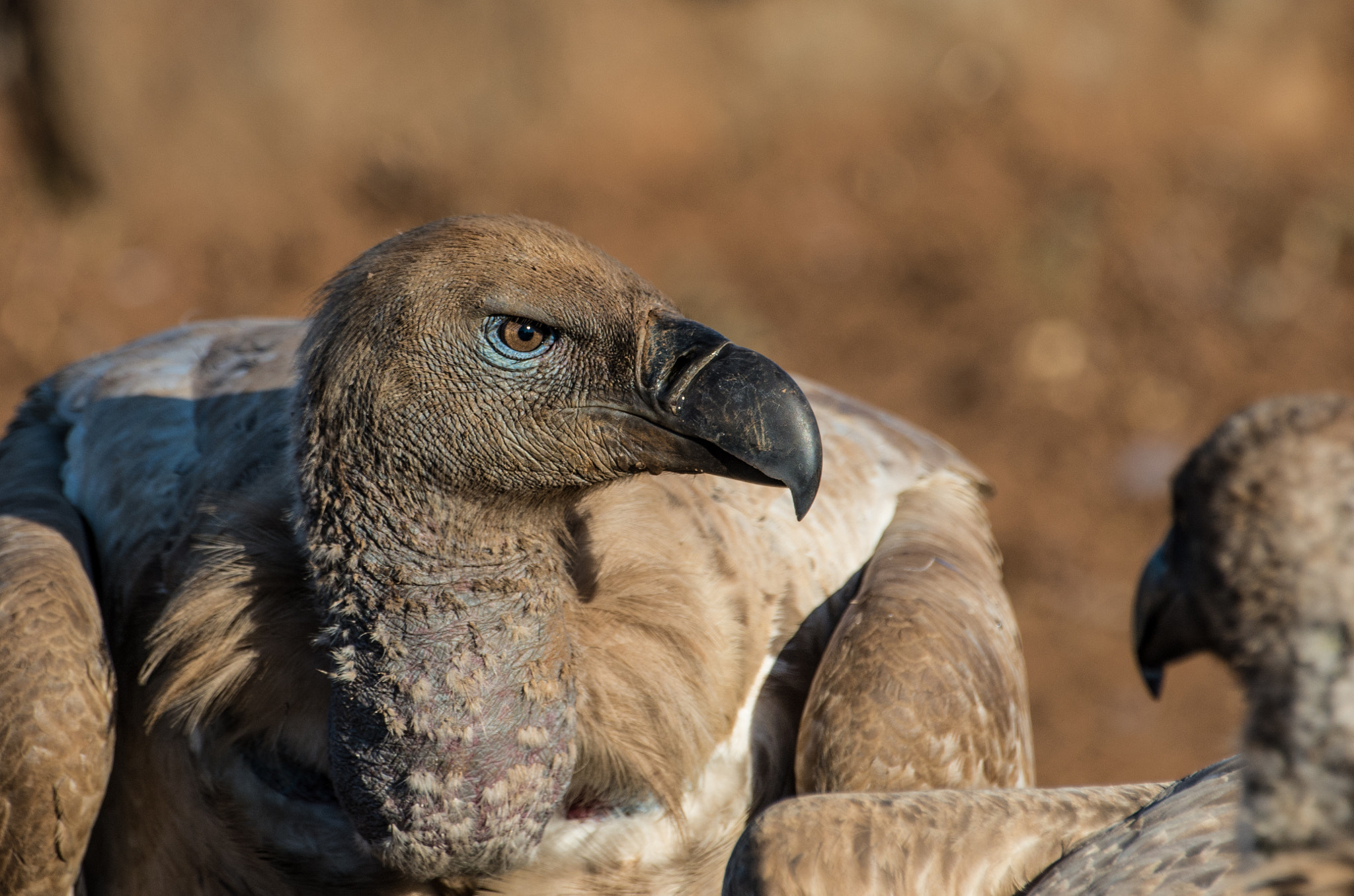 Pentax K-5 II sample photo. Vulture portrait photography