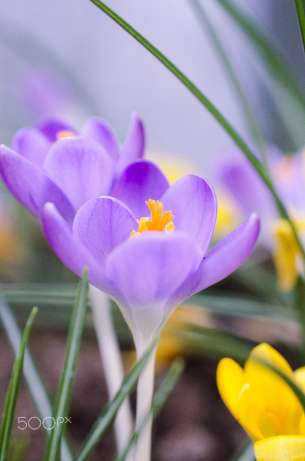 Nikon AF-S DX Micro Nikkor 40mm F2.8 sample photo. Crocus ii photography