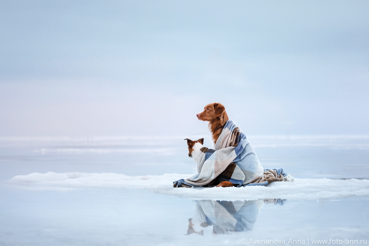 Sigma 70-200mm F2.8 EX DG OS HSM sample photo. On the ice photography