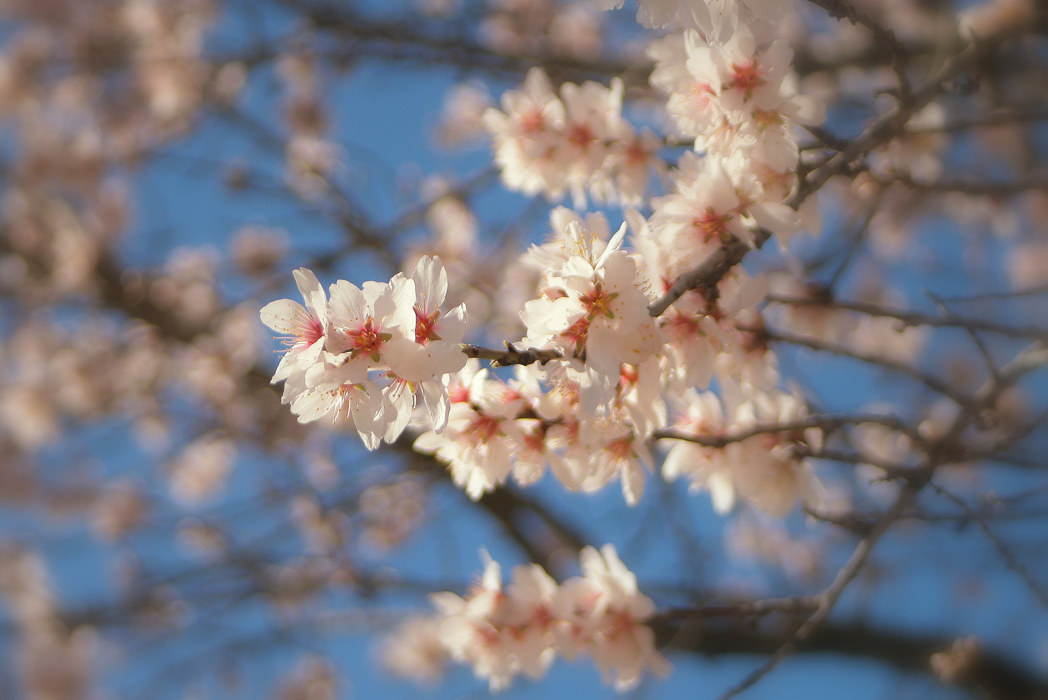 Canon EOS 400D (EOS Digital Rebel XTi / EOS Kiss Digital X) sample photo. Tree in bloom photography